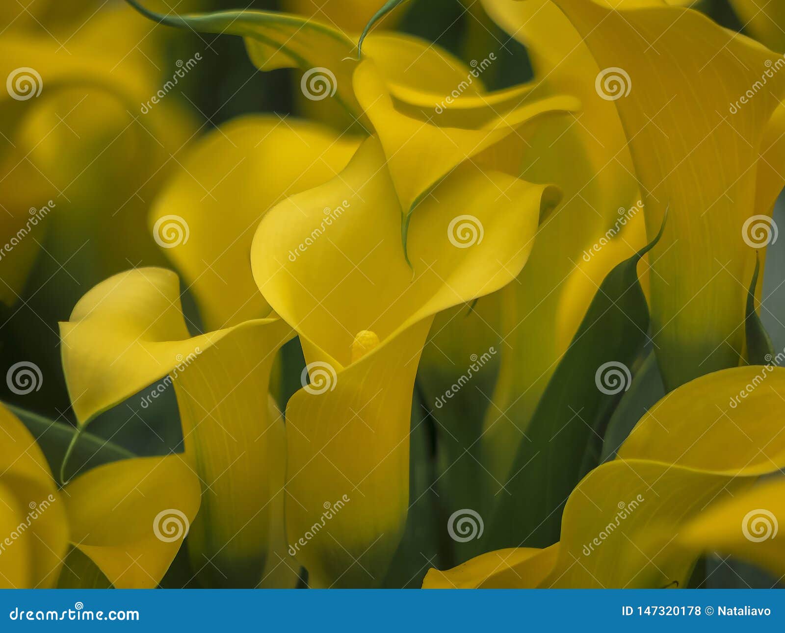 Flores Amarillas Del Zantedeschia Sunclub, Lirio De Arum, Cala, Cala  Herb?ceo, Perenne Foto Interior Foto de archivo - Imagen de pétalo,  presente: 147320178