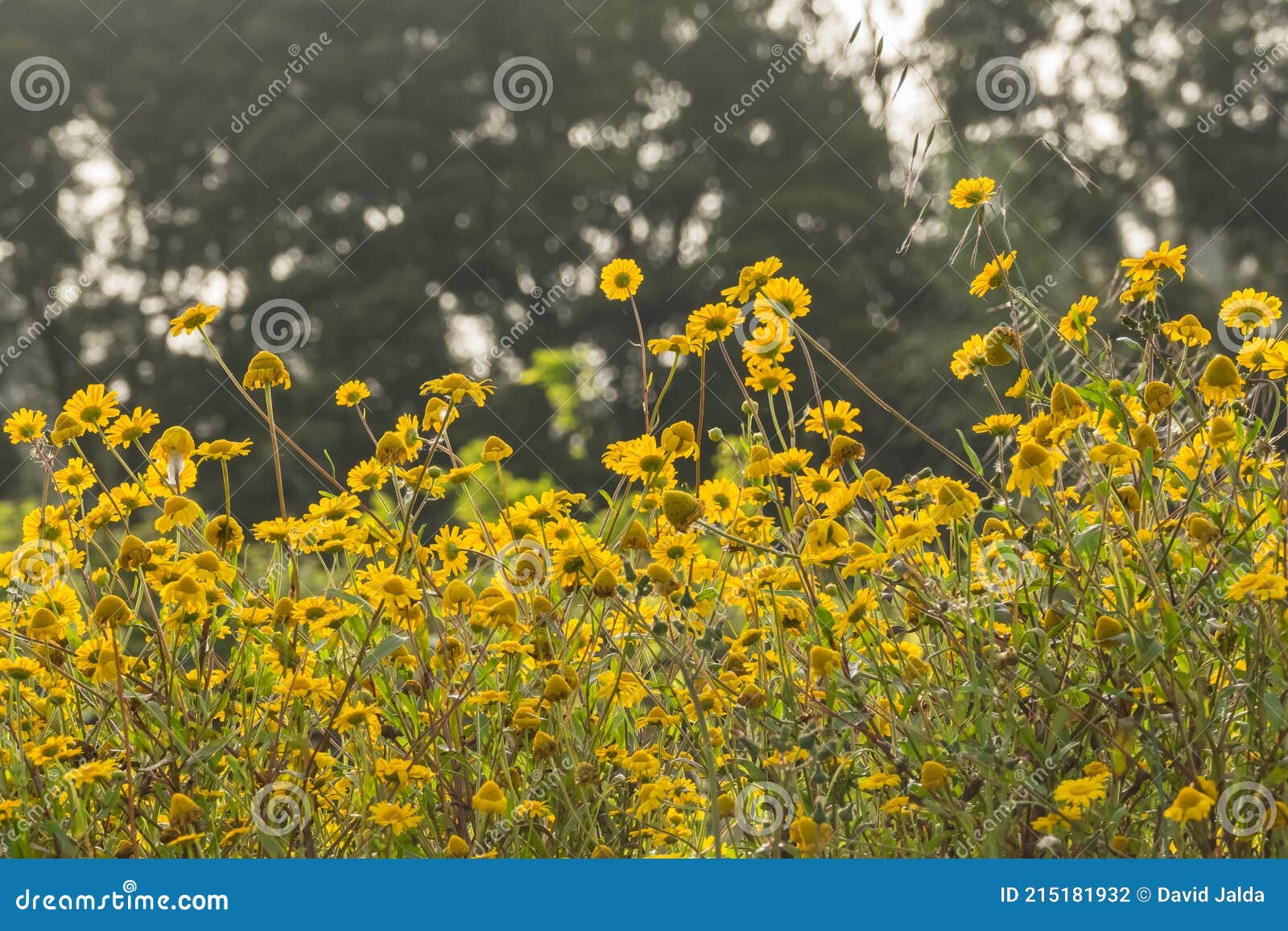 Flores Amarillas En Un Campo En Primavera Foto de archivo - Imagen de  exterior, travieso: 215181932