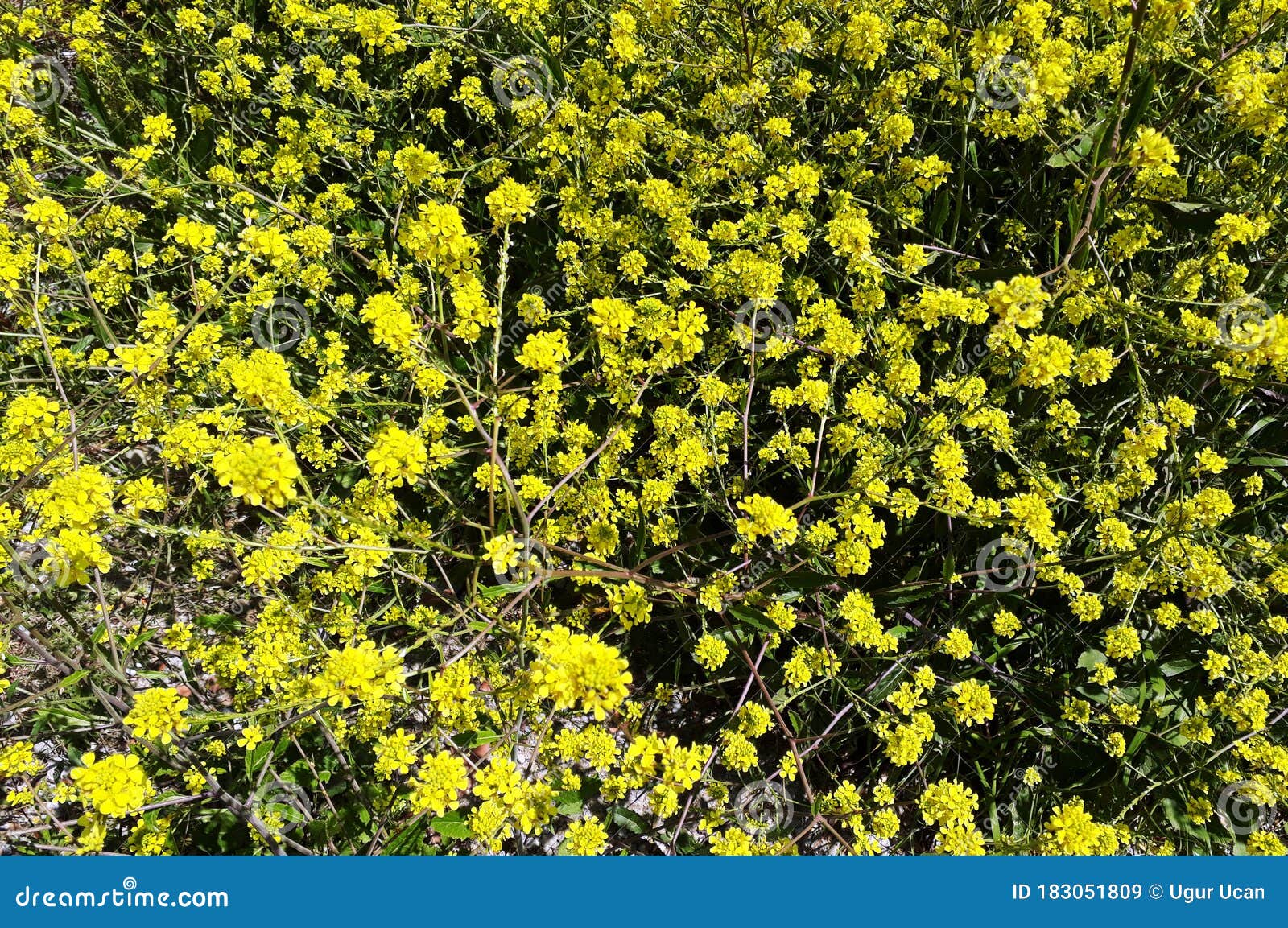 Flores Amarillas Silvestres Floreciendo En Primavera, También Flores De  Mostaza Imagen de archivo - Imagen de flor, fondo: 183051809