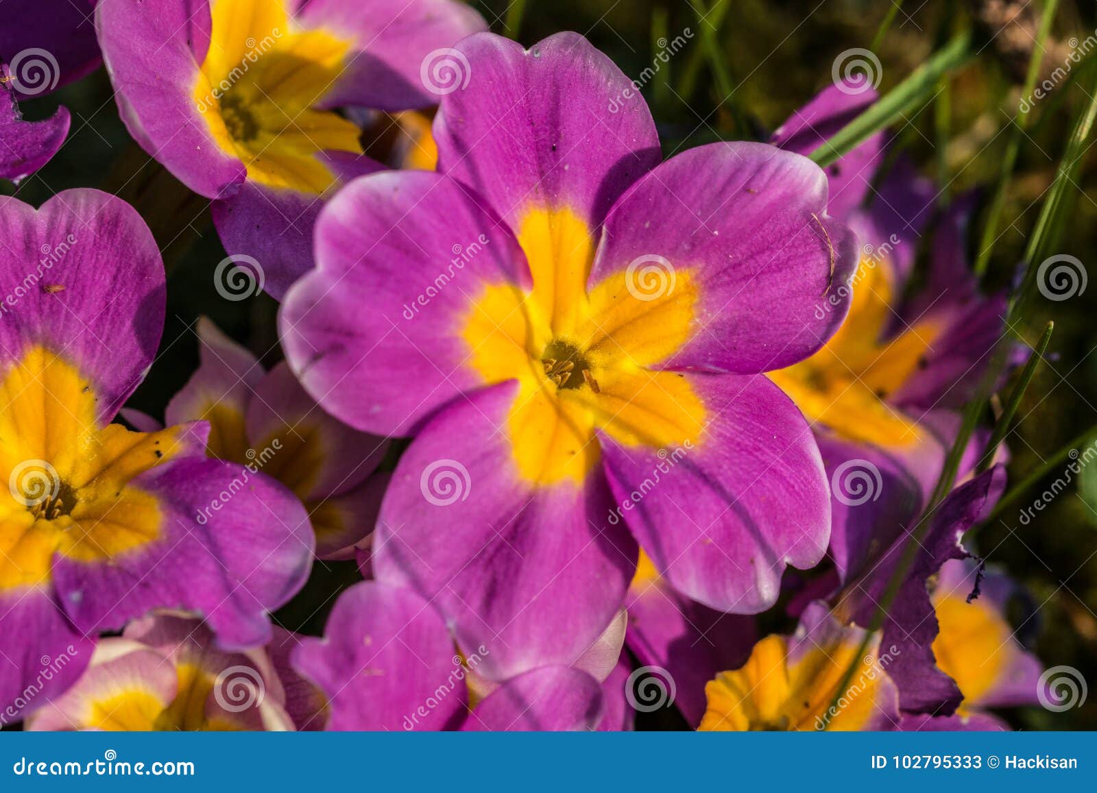 Flores Amarillas Y Violetas Imagen de archivo - Imagen de ilimitado,  encantador: 102795333