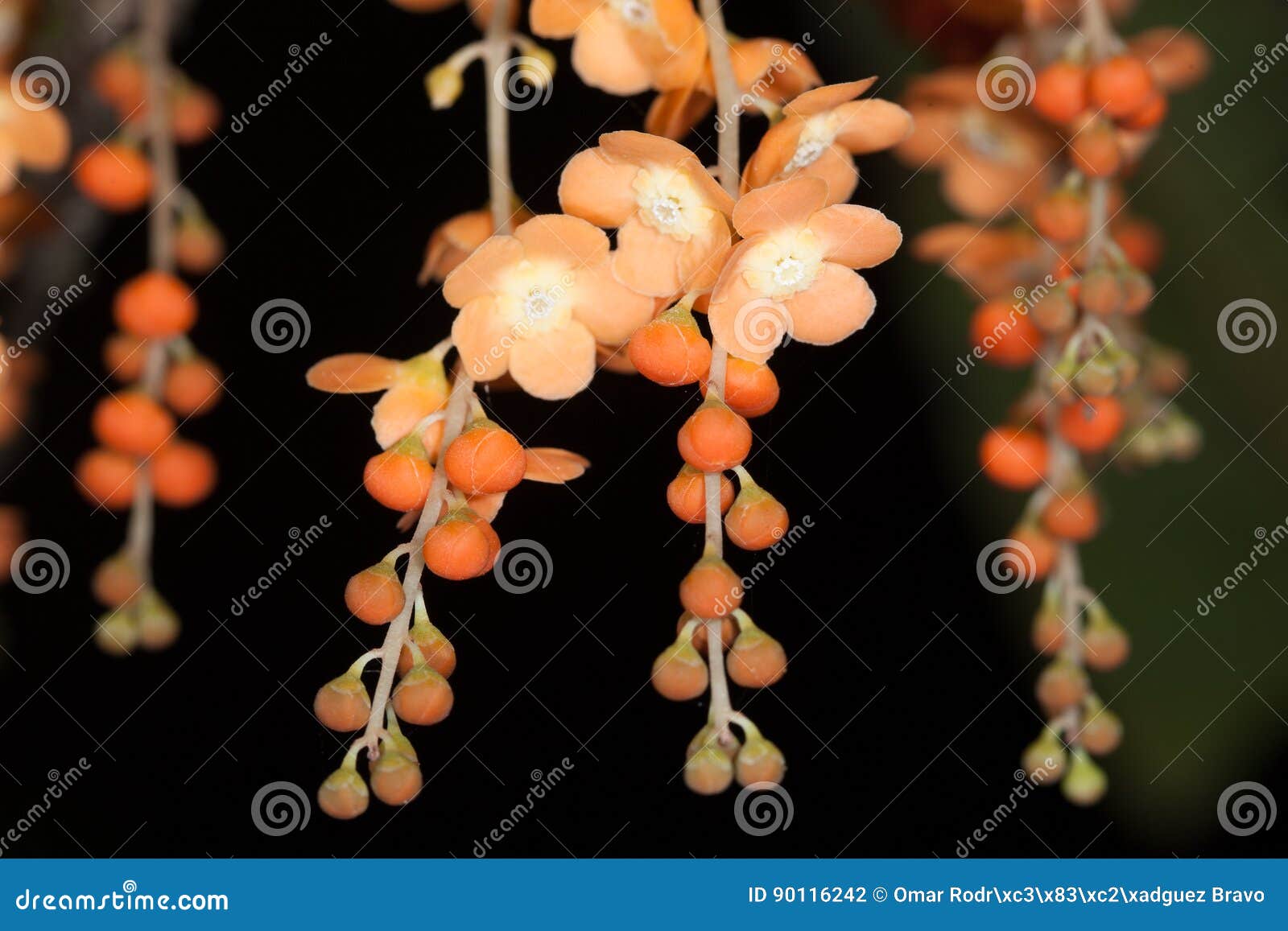 flores anaranjadas - orange flowers