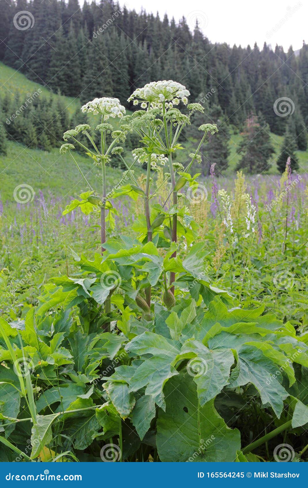 Flores Angélicas imagem de stock. Imagem de alpino, flor - 165564245