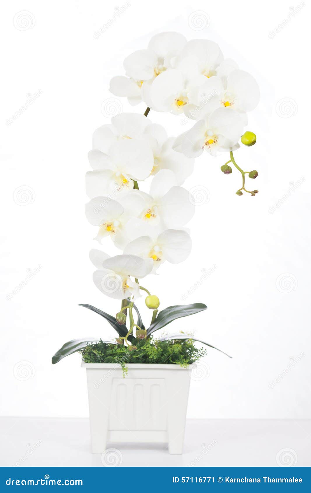 Flores Artificiais Da Orquídea Branca Feitas Da Tela No Plástico Va Imagem  de Stock - Imagem de grupo, planta: 57116771