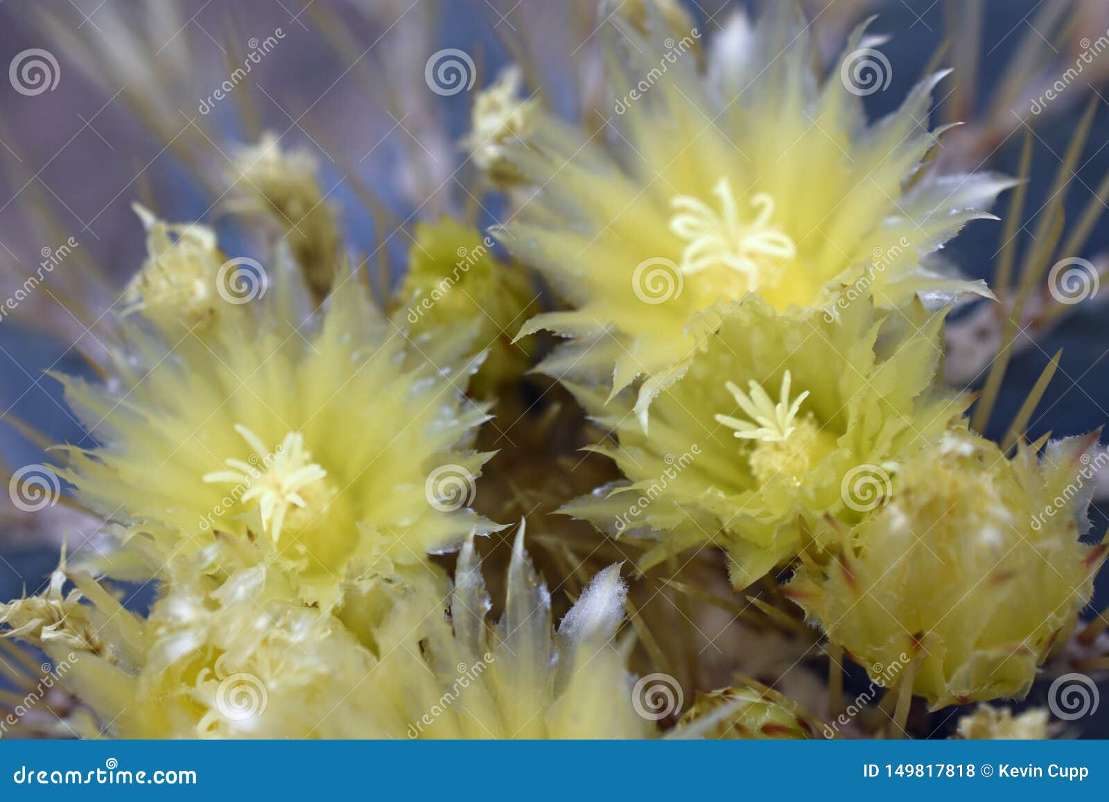 Flores Azuis Amarelas Do Cacto De Tambor Foto de Stock - Imagem de azul,  verde: 149817818