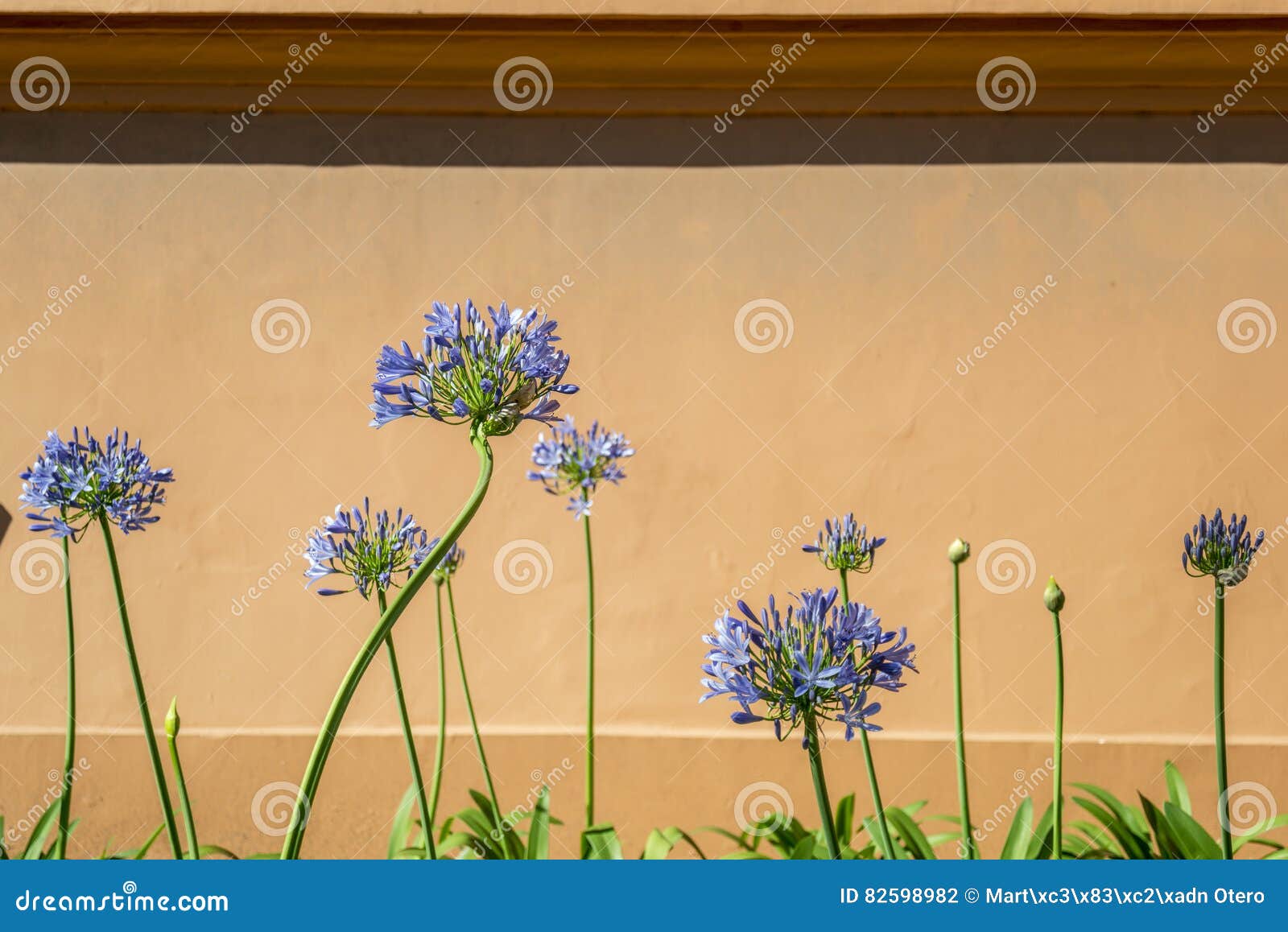 Flores azuis do agapanto foto de stock. Imagem de textura - 82598982