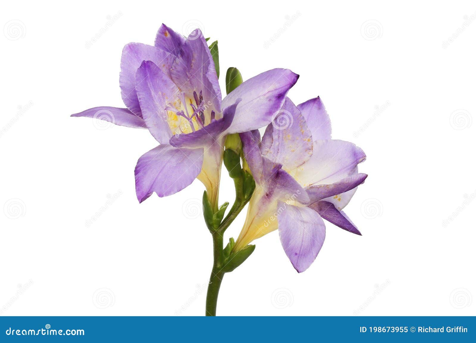 Flores azul fresia imagen de archivo. Imagen de antera - 198673955