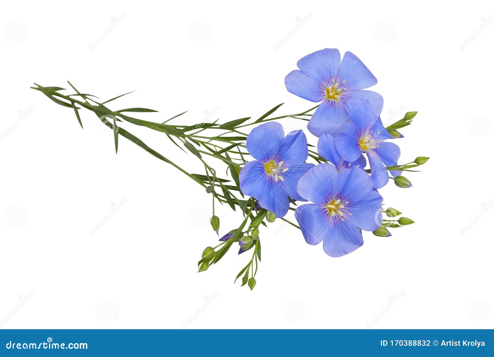 Flores Azules, Aisladas En Fondo Blanco Con Sendero De Recorte Foto de  archivo - Imagen de hoja, cosmético: 170388832