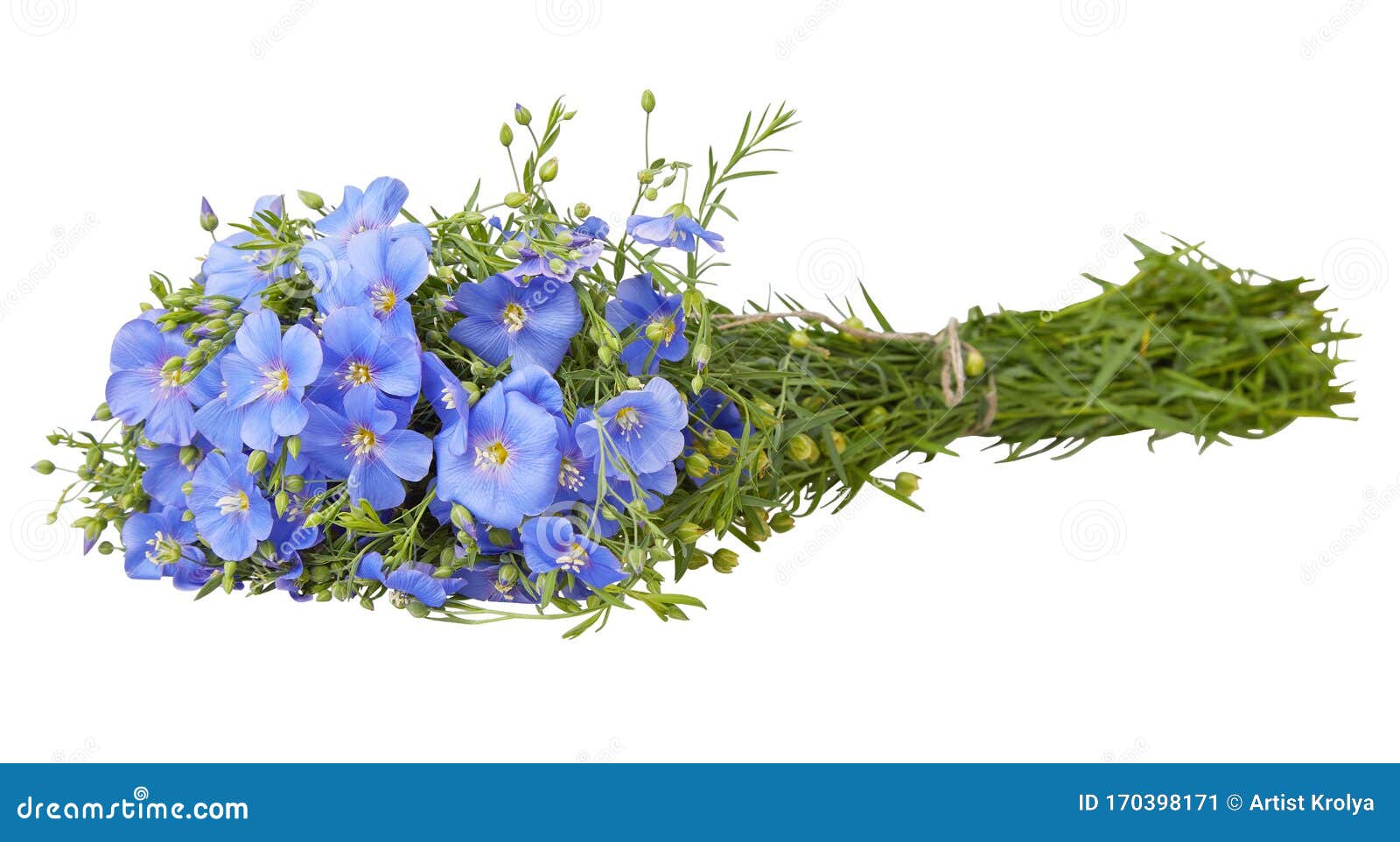 Flores Azules, Aisladas En Fondo Blanco Con Sendero De Recorte Imagen de  archivo - Imagen de prado, campo: 170398171