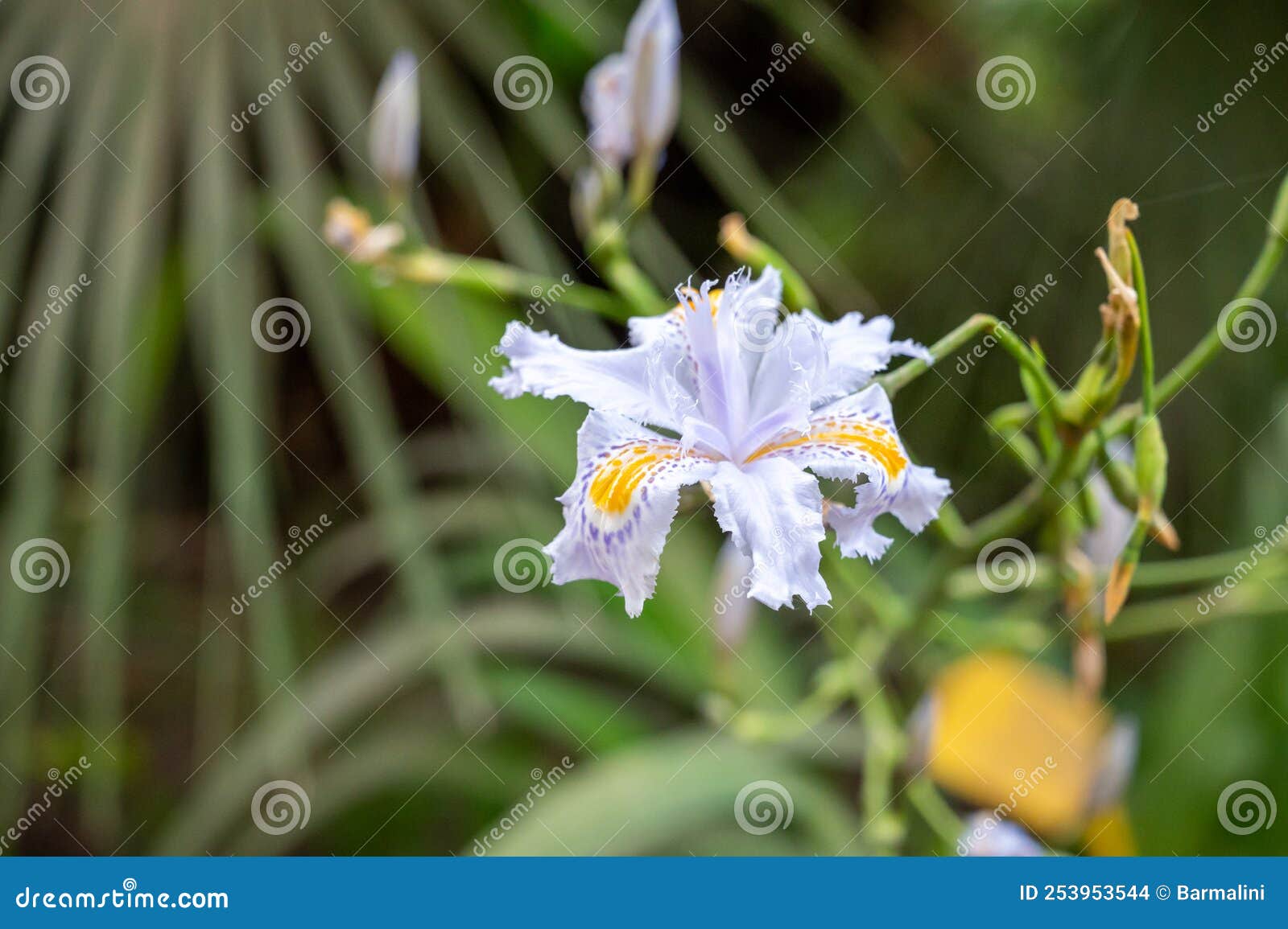 Flores Azules Blancas De La Floración Iris Japonica Planta Silvestre Foto de archivo - Imagen de flores, cierre: 253953544 Flores Azules Blancas De La Floración Iris Japonica Planta Silvestre Foto de archivo - Imagen de flores, cierre: 253953544