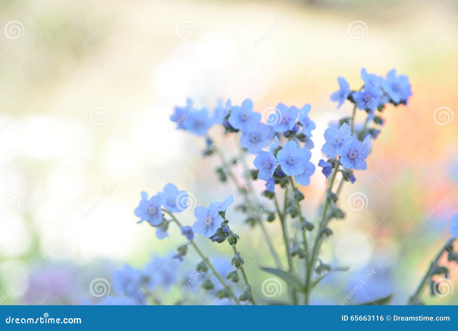 Flores Azules Borrosas En Tono En Colores Pastel Foto de archivo - Imagen de oscurecer, extracto: 65663116 Flores Azules Borrosas En Tono En Colores Pastel Foto de archivo - Imagen de oscurecer, extracto: 65663116