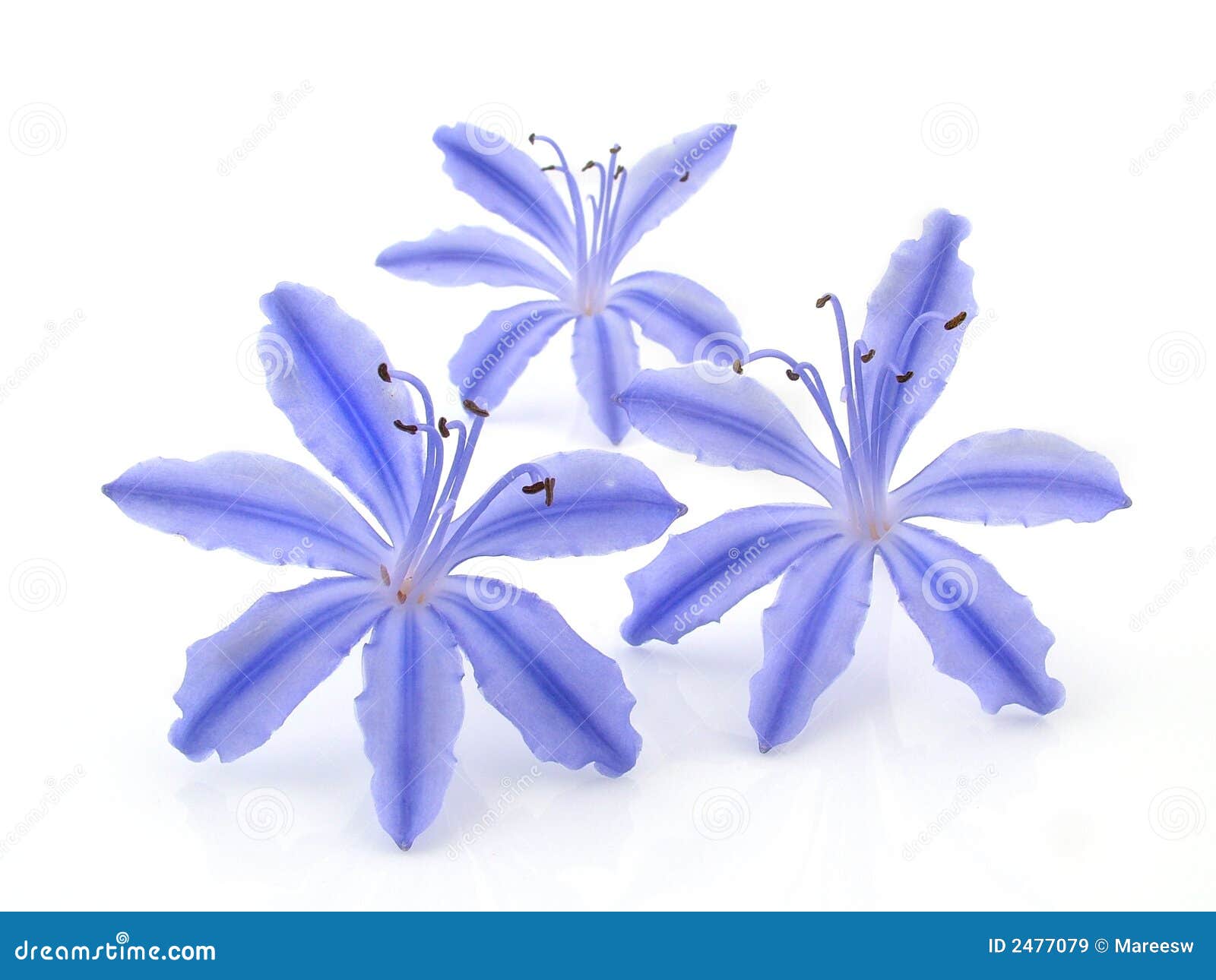 2,296 Flores Azules Brillantes Fotos de stock - Fotos libres de regalías de  Dreamstime