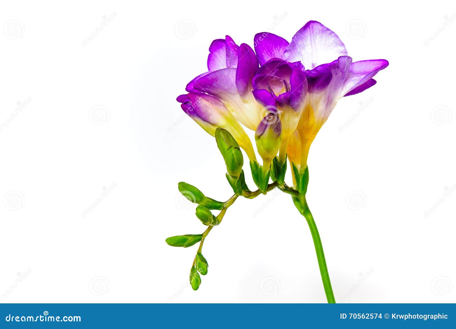 Flores azules de la fresia foto de archivo. Imagen de corte - 70562574