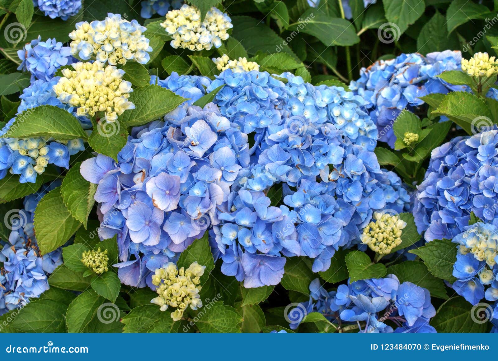 Flores Azules De La Hortensia Con Las Hojas Verdes Foto de archivo - Imagen  de azul, cierre: 123484070