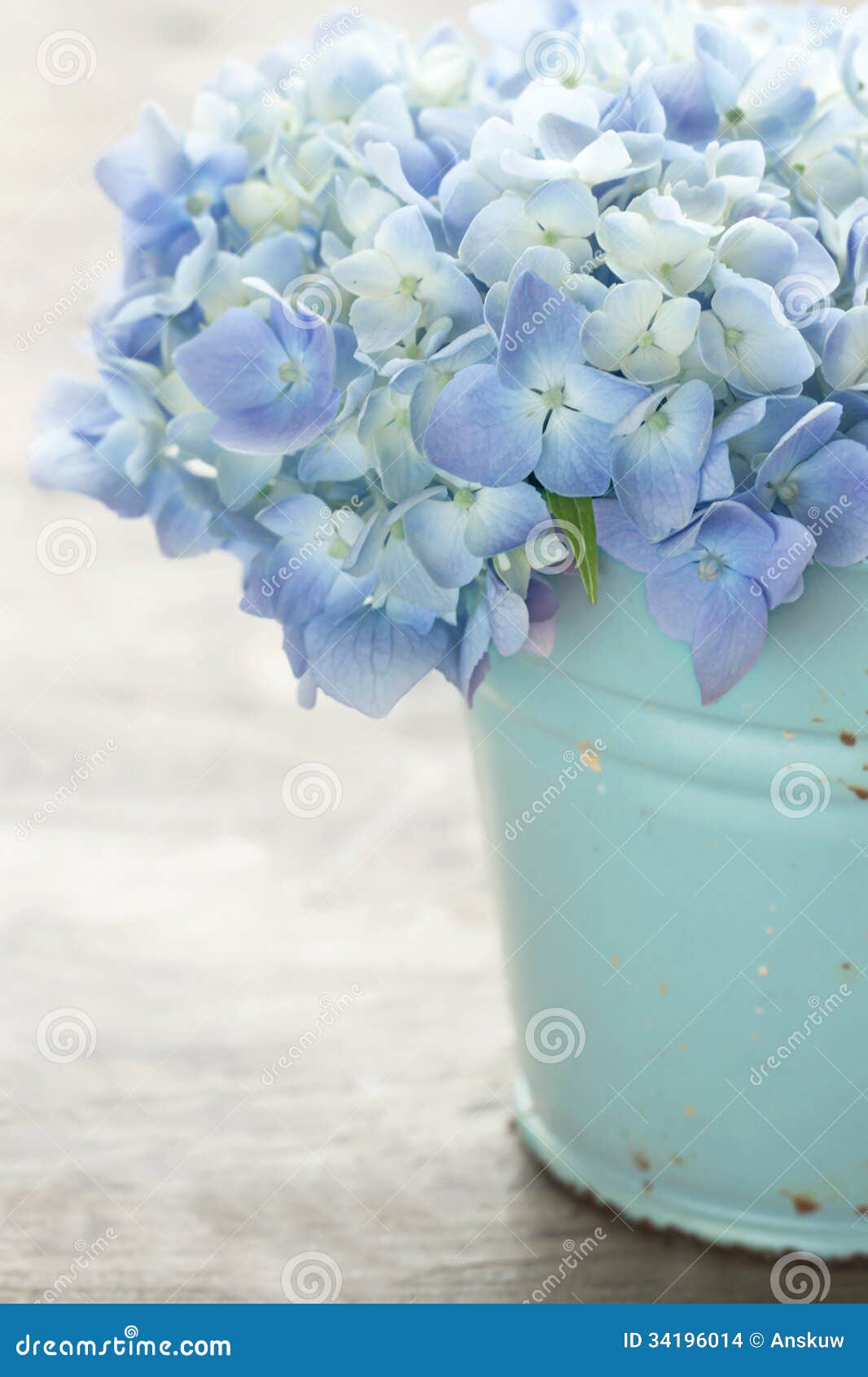 Flores Azules De La Hortensia Del Color En Colores Pastel Foto de archivo -  Imagen de regalo, elegante: 34196014