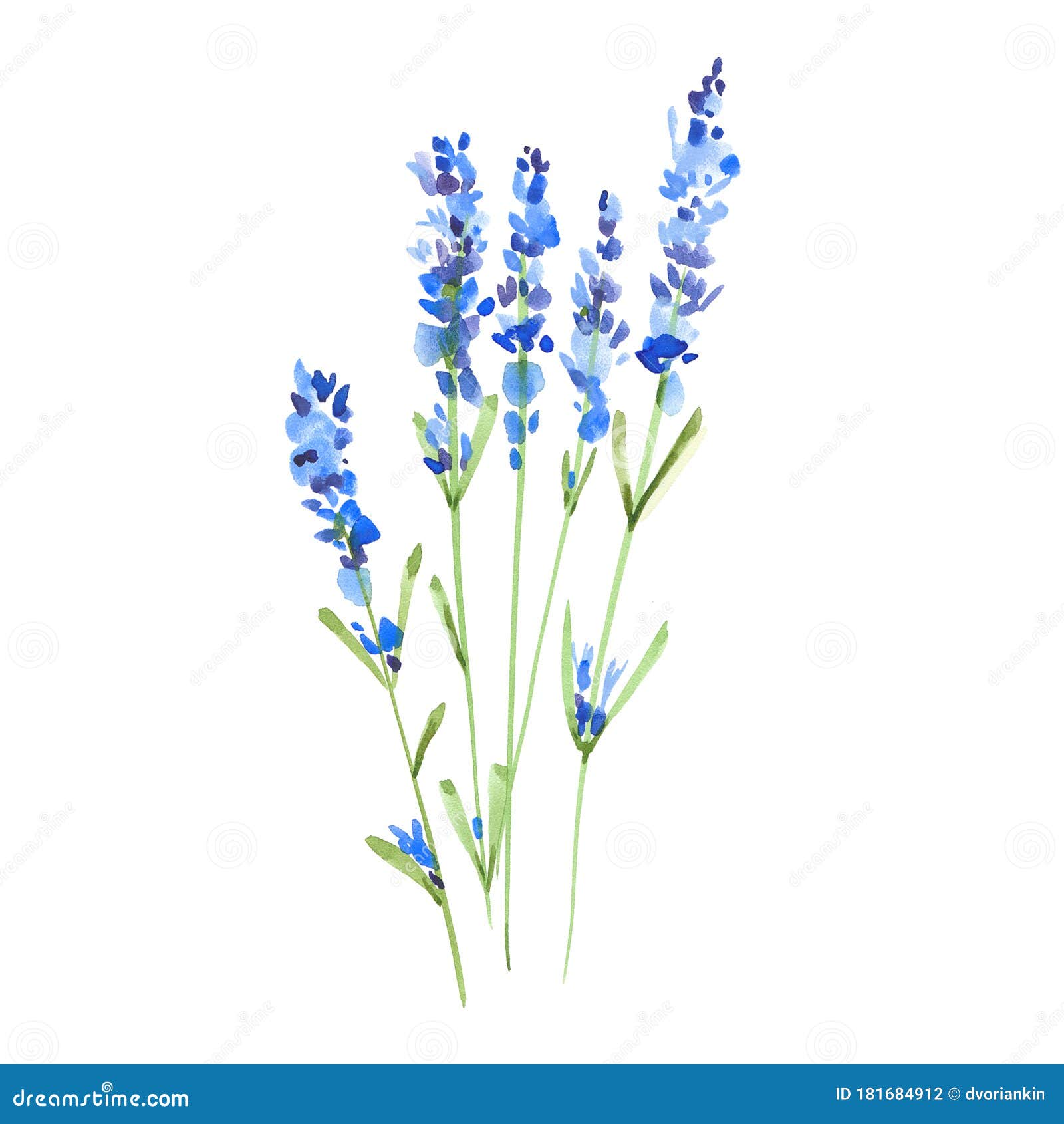 Flores azules de lavanda stock de ilustración. Ilustración de resorte -  181684912
