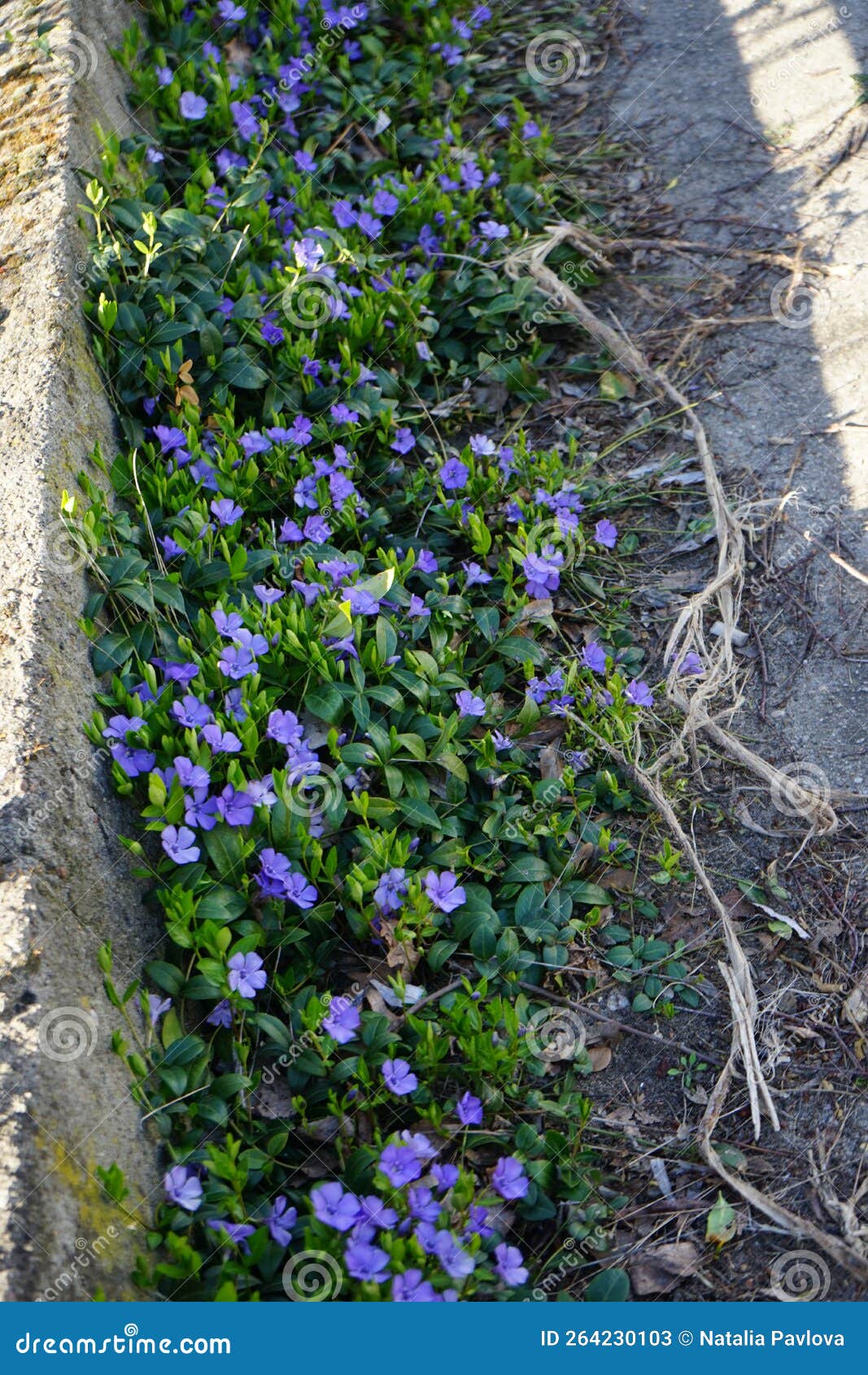 Flores Azules De Vinca Menor En Abril. Berlín Germany Imagen de archivo -  Imagen de fondo, flora: 264230103