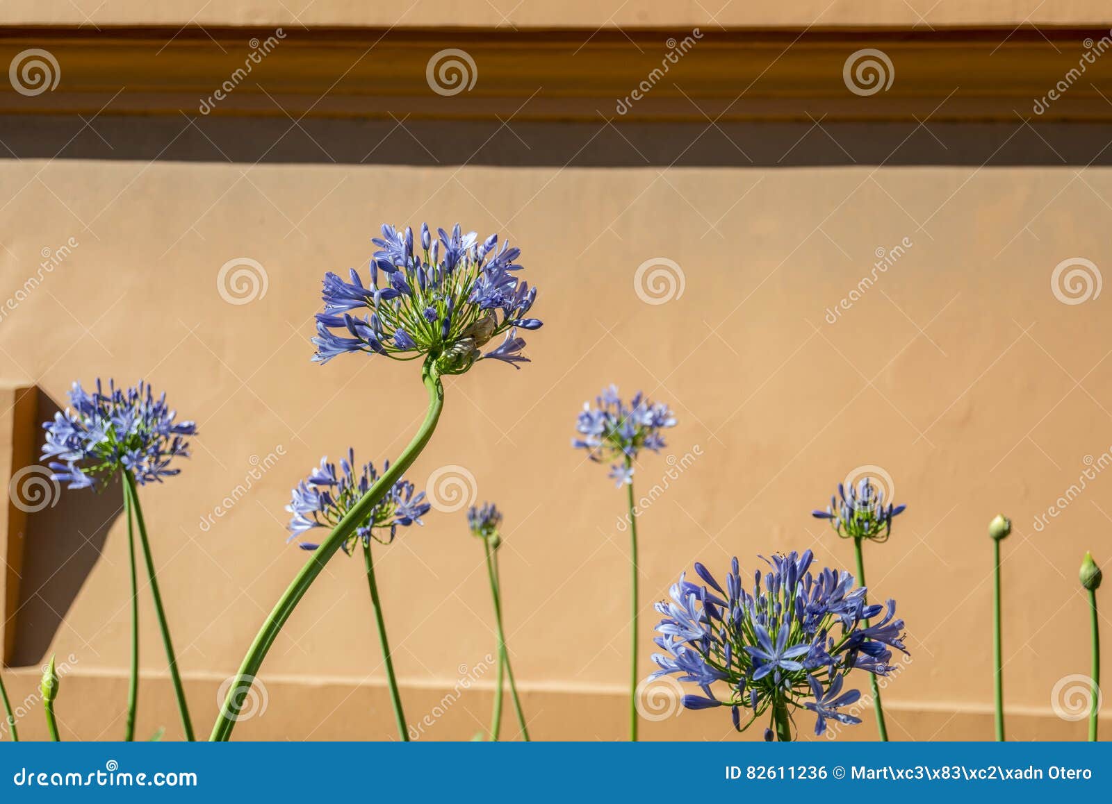 Flores azules del agapanto foto de archivo. Imagen de alegre - 82611236