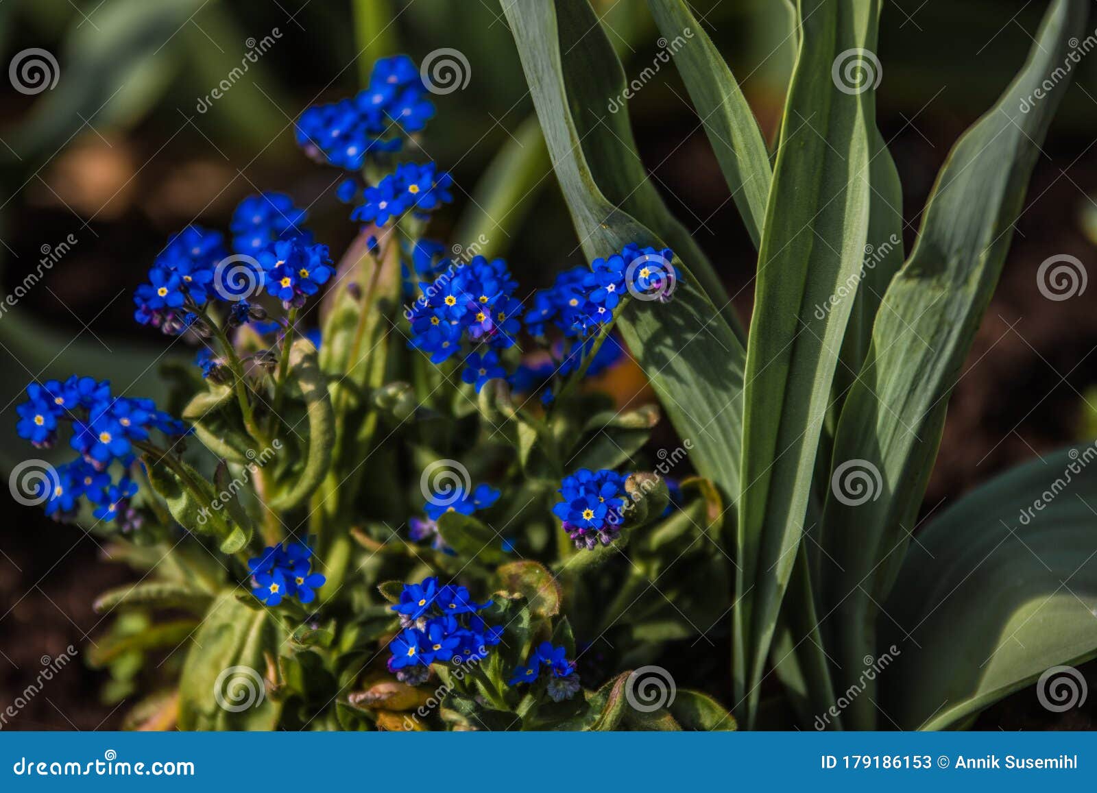 Flores Azules Del Olvigetmenot. Nombre Botánico Miosotis. Pequeñas Flores  Primaverales En El Balcón Y El Jardín. Pétalos Azules Pr Imagen de archivo  - Imagen de rural, pétalos: 179186153