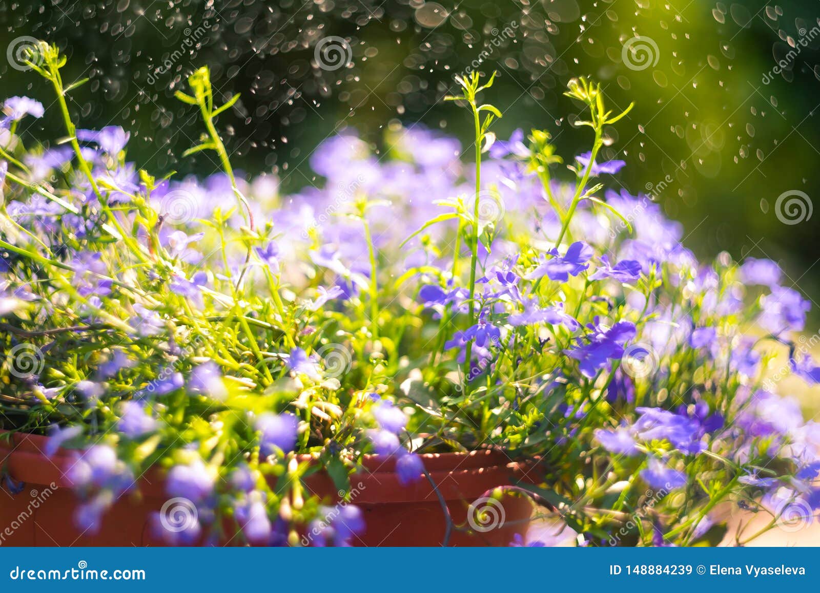 Flores Azules Del Zafiro Del Lobelia Que Se Arrastran O Lobelia Del  Afilamiento En Jardín Imagen de archivo - Imagen de flor, azul: 148884239