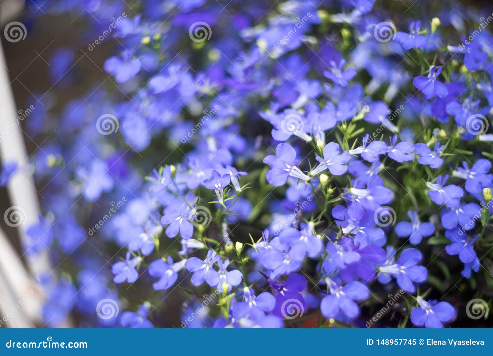 Flores Azules Del Zafiro Del Lobelia Que Se Arrastran O Lobelia Del  Afilamiento En Jardín Imagen de archivo - Imagen de cultivado, zafiro:  148957745