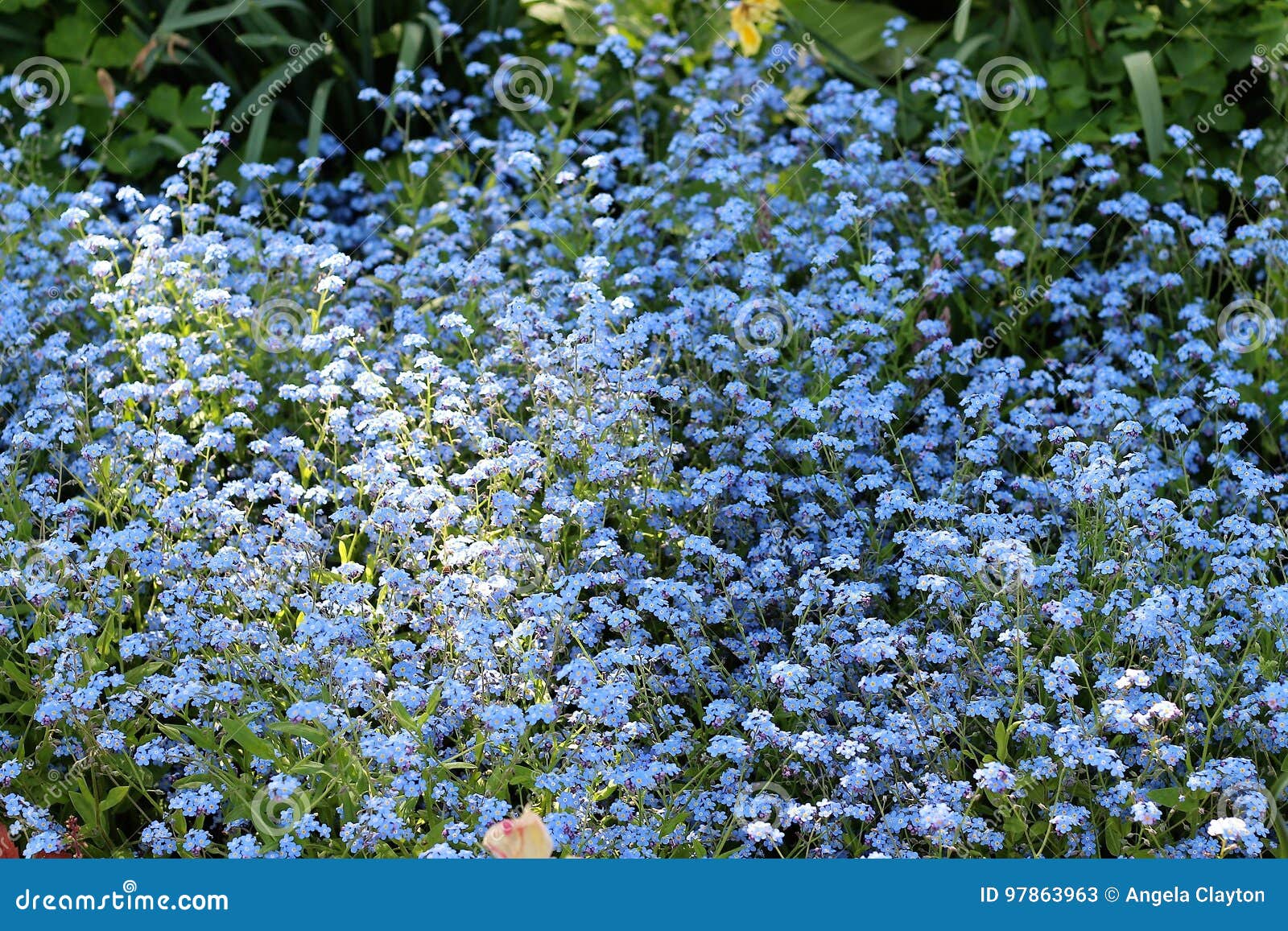 Flores azules hermosas imagen de archivo. Imagen de hermoso - 97863963