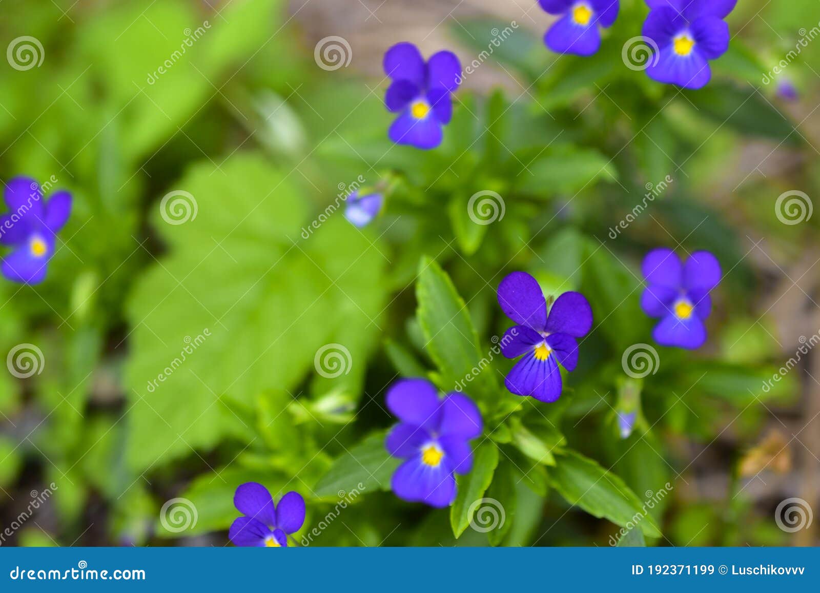 Flores Azules Panes Violetas Campo En El Jardín Imagen de archivo - Imagen  de colorido, cubo: 192371199