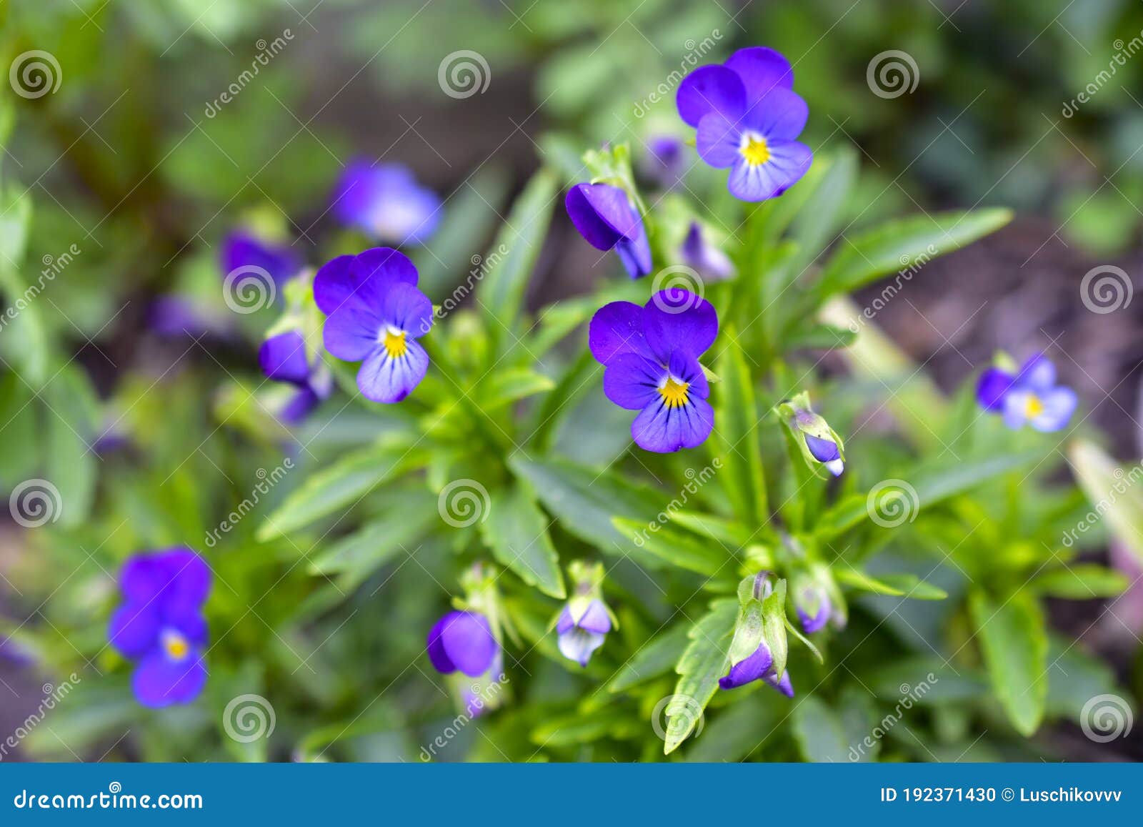 Flores Azules Panes Violetas Campo En El Jardín Foto de archivo - Imagen de  azul, primavera: 192371430