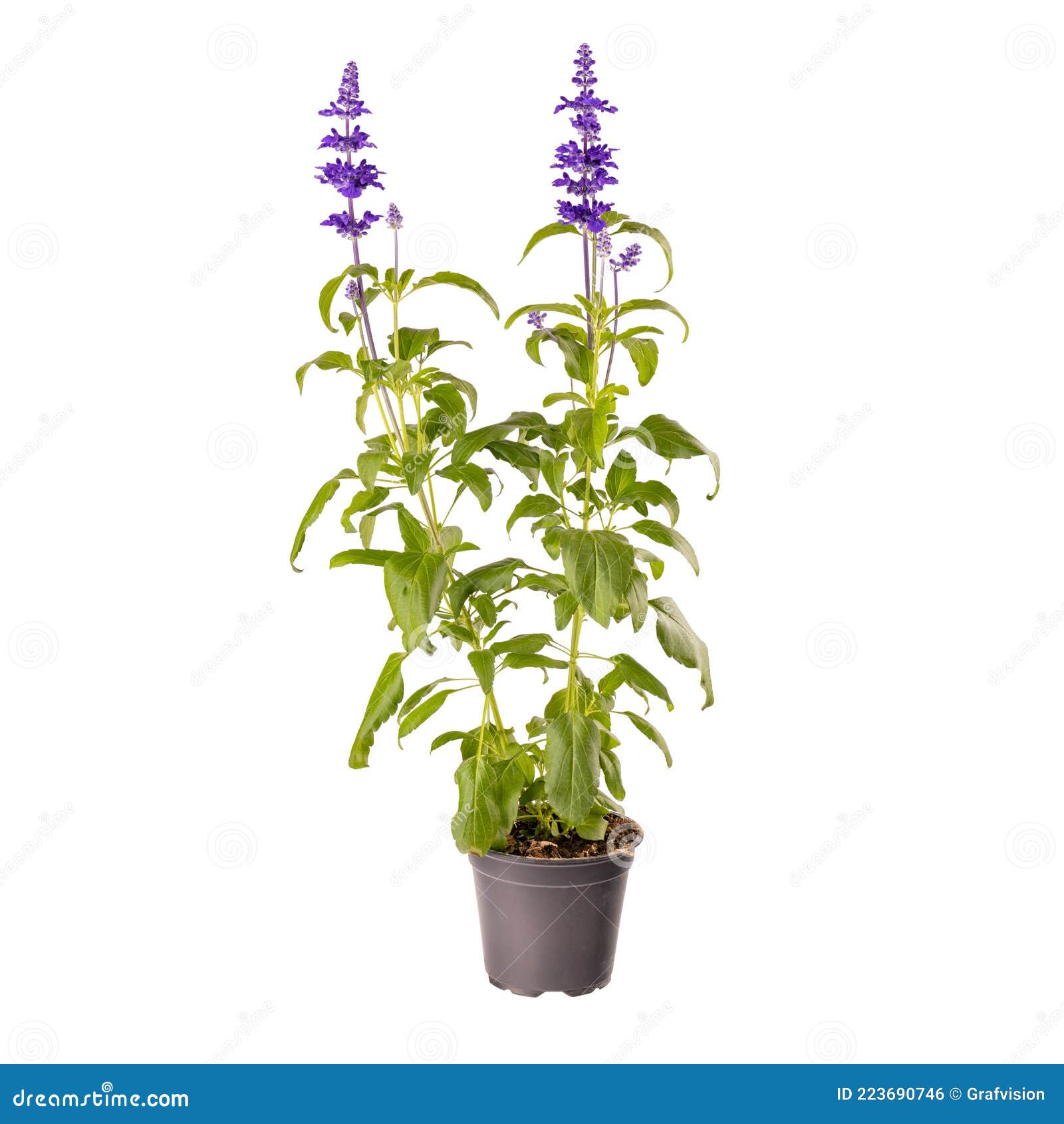 Salvia farinacea - Salvia azul, Salvia blanca