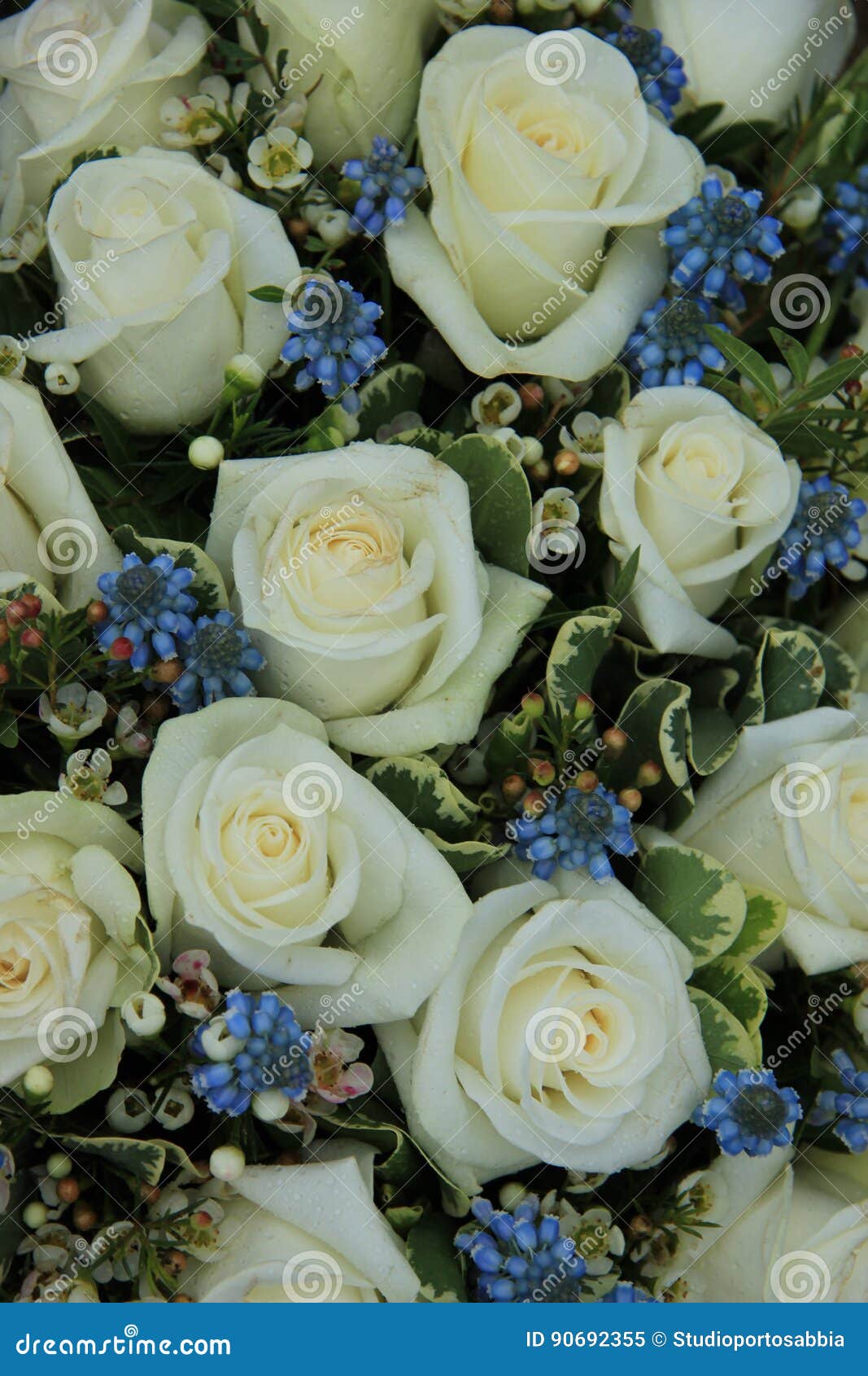 Rosas Blancas Y Azules Hermosas En Jardin De Flores Fotos Retratos Imagenes Y Fotografia De Archivo Libres De Derecho Image 57842930