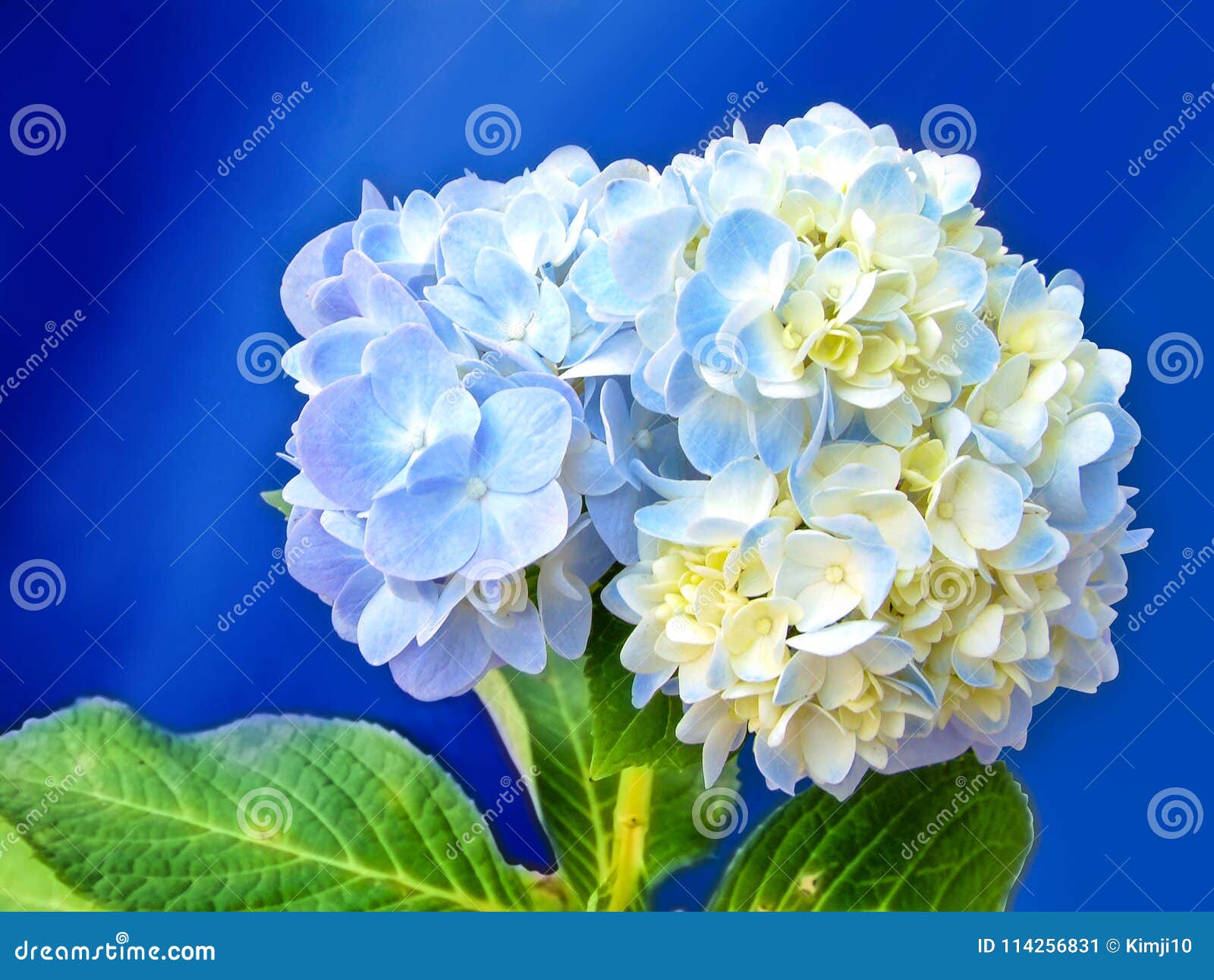 Details 300 imagen hortensias azules y blancas