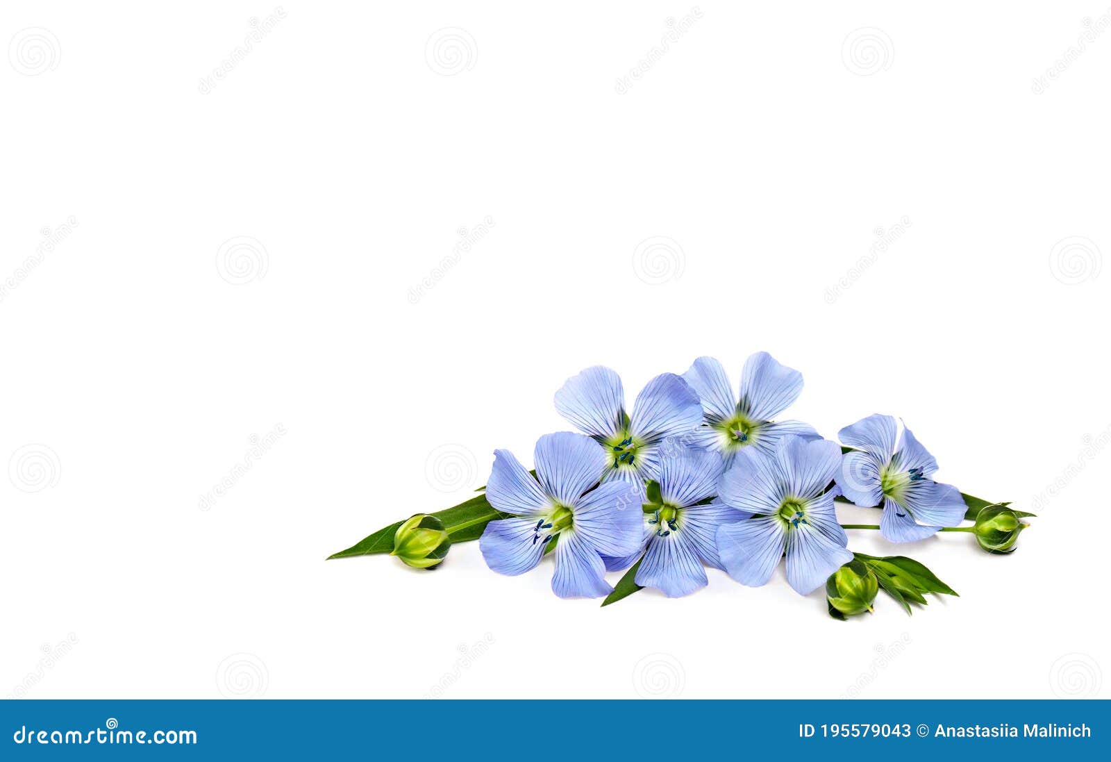 Flores Azules Y Cápsulas Con Semilla Lino Usitatissimum Nombres Comunes :  Lino Común O Linaza Sobre Fondo Blanco Imagen de archivo - Imagen de  modelo, flor: 195579043