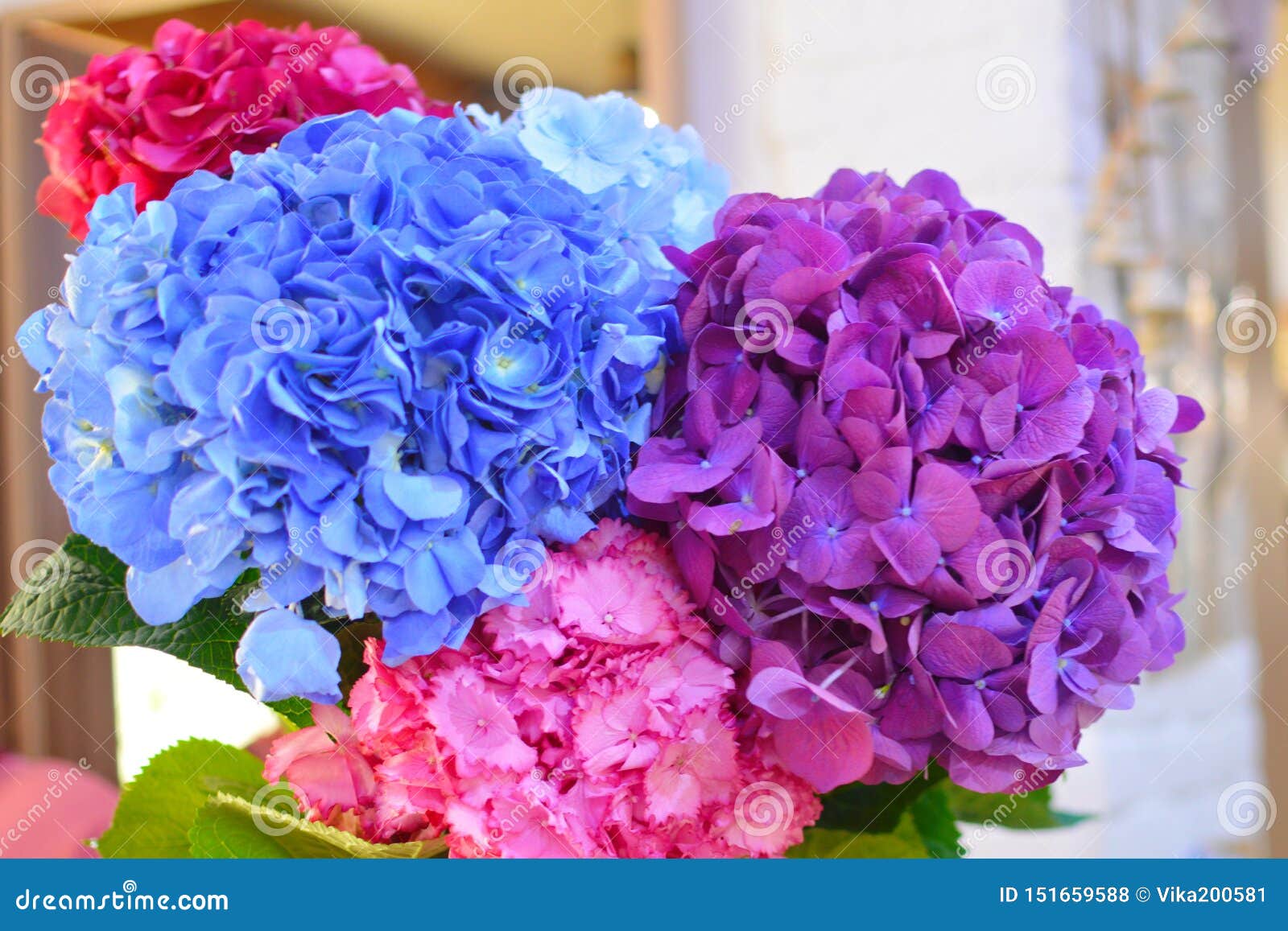 Flores Azules Y Rosadas Del Primer De La Hortensia La Hortensia Natural  Florece El Fondo Foto de archivo - Imagen de enhorabuena, verde: 151659588