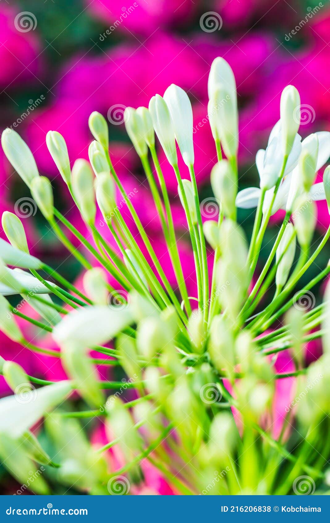 Flores Blancas Agapanthus En Tailandés Foto de archivo - Imagen de hermoso,  verano: 216206838