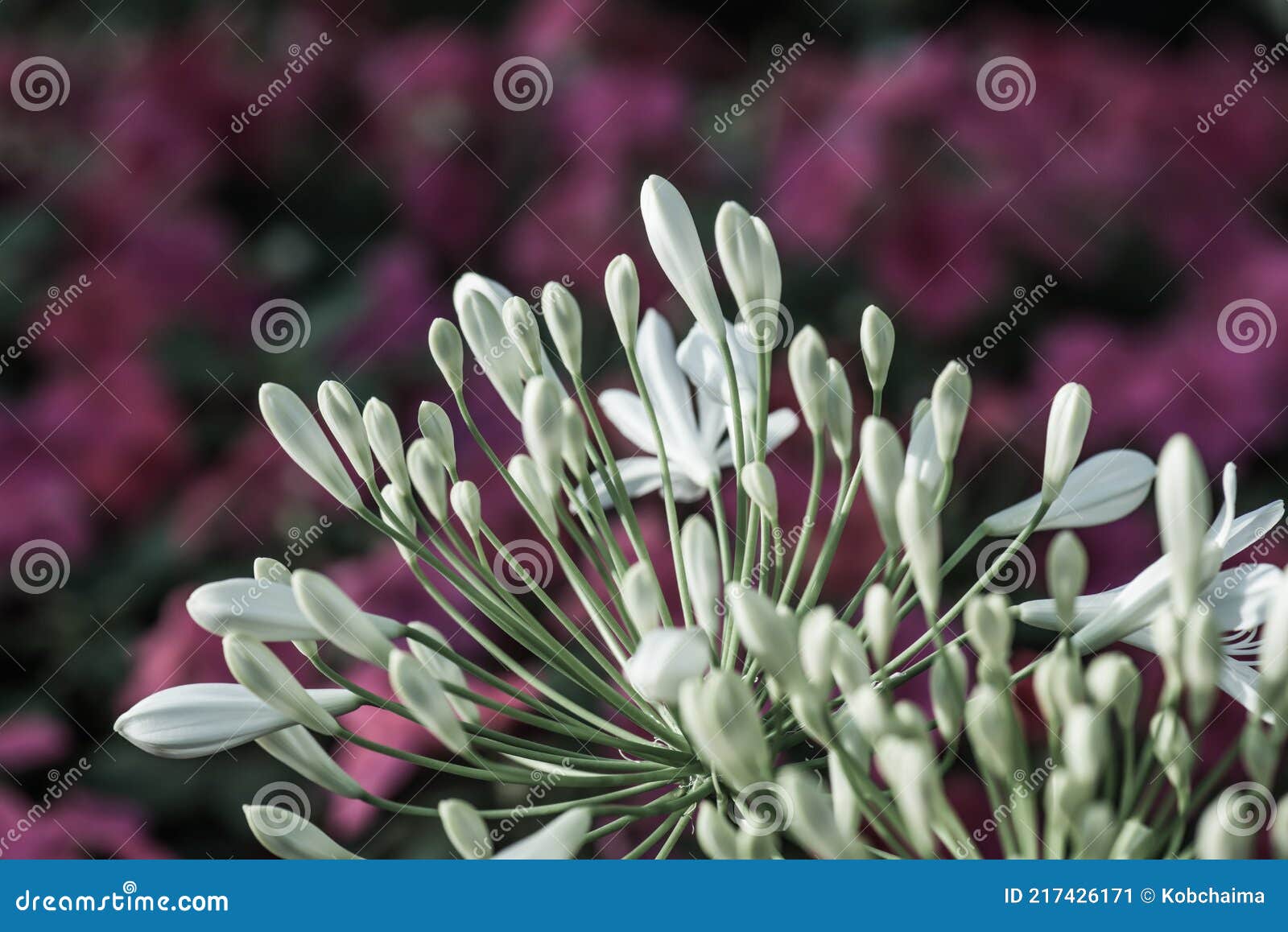 Flores Blancas Agapanthus En Tailandés Imagen de archivo - Imagen de  travieso, verano: 217426171