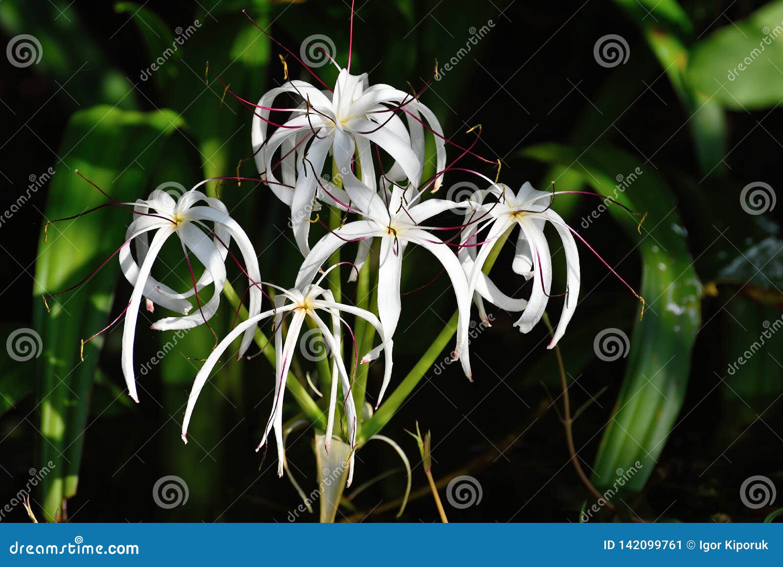 Flores Blancas Americano Crinum Imagen de archivo - Imagen de americano, incluya: 142099761 Flores Blancas Americano Crinum Imagen de archivo - Imagen de americano, incluya: 142099761