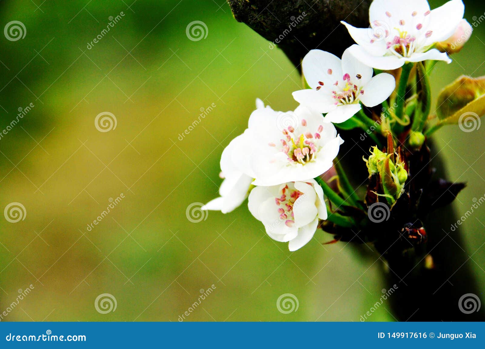 Flores Blancas Chinas En Primavera Foto de archivo - Imagen de hojas, resorte: 149917616 Flores Blancas Chinas En Primavera Foto de archivo - Imagen de hojas, resorte: 149917616