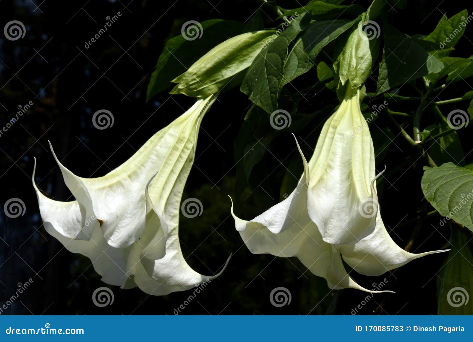 Flores Blancas Colgantes Con Hojas Verdes Imagen de archivo - Imagen de colores, pollina: