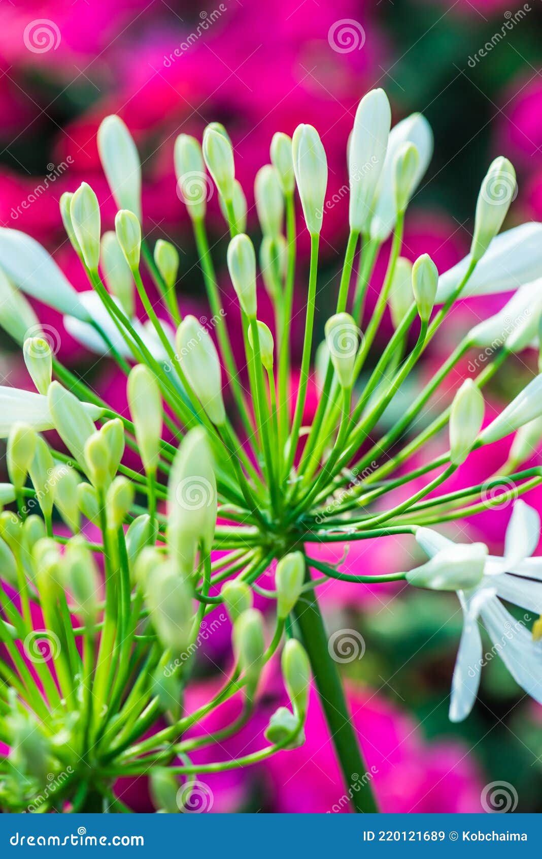 Flores Blancas De Agapanthus En Tailandés Imagen de archivo - Imagen de  campo, macro: 220121689