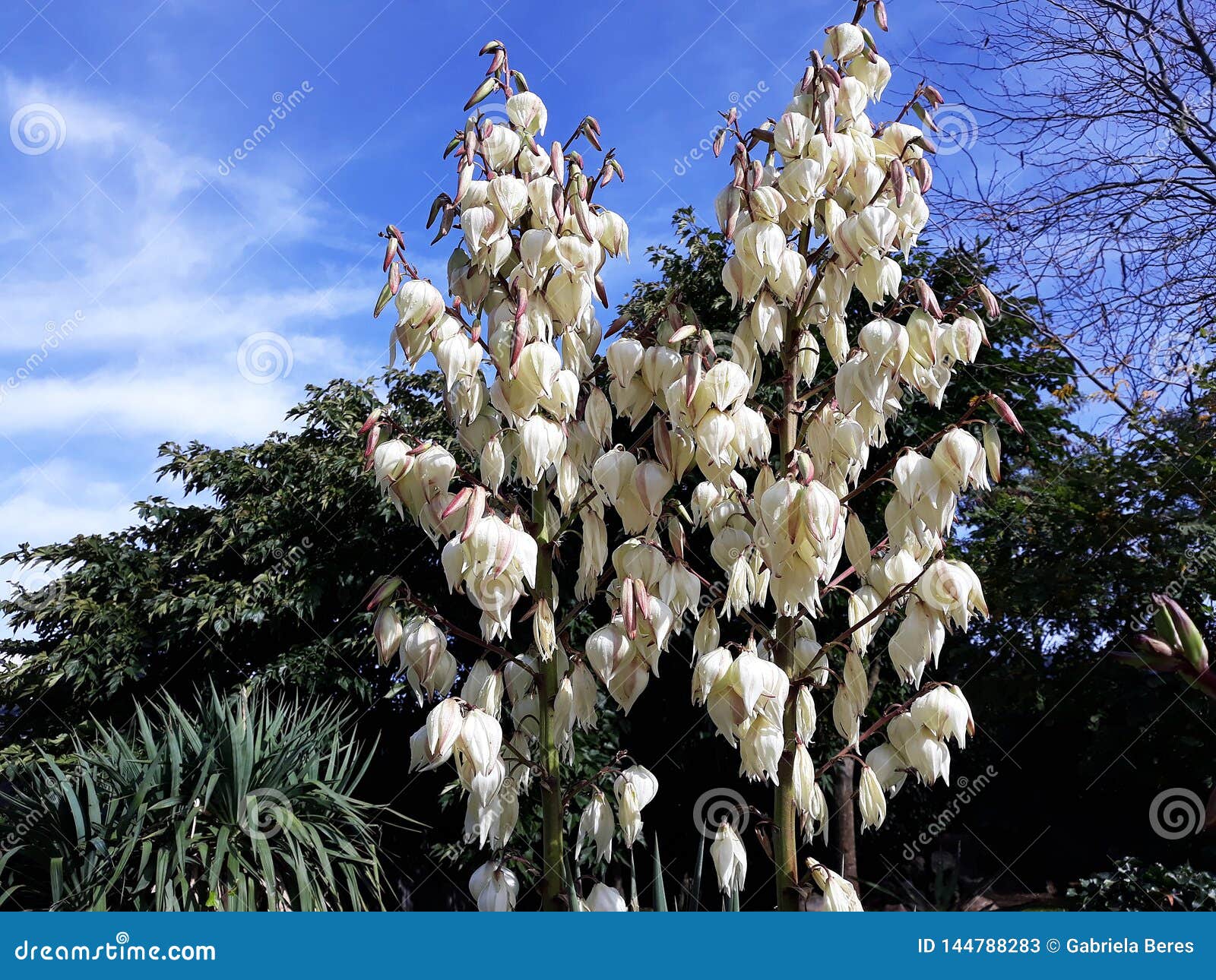Flores Blancas De Filamentosa Arbusto De La Yuca Imagen de archivo - Imagen  de familia, fondo: 144788283