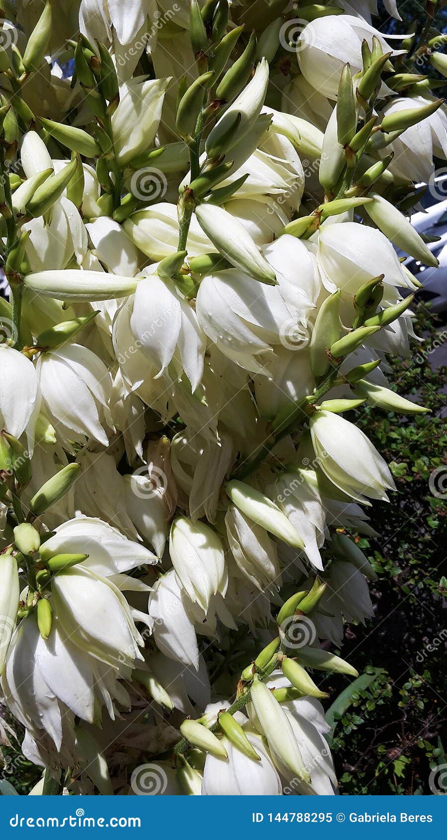 Flores Blancas De Filamentosa Arbusto De La Yuca Imagen de archivo - Imagen de hierba, adams: 144788295 Flores Blancas De Filamentosa Arbusto De La Yuca Imagen de archivo - Imagen de hierba, adams: 144788295
