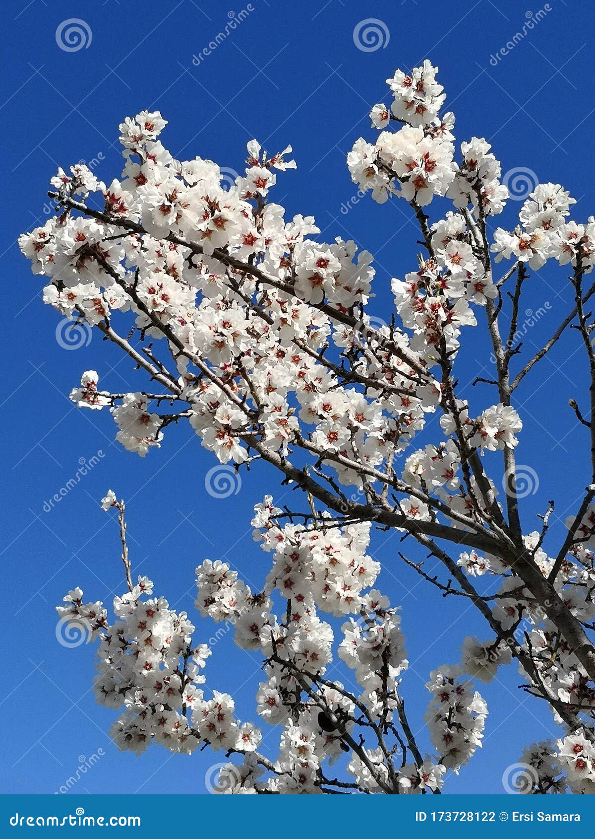 Flores Blancas De Invierno Con Flores Rosas Blancas De Arbol De Almendra  Con Cielo Azul Claro Brillante Foto de archivo - Imagen de decorativo,  floraciones: 173728122