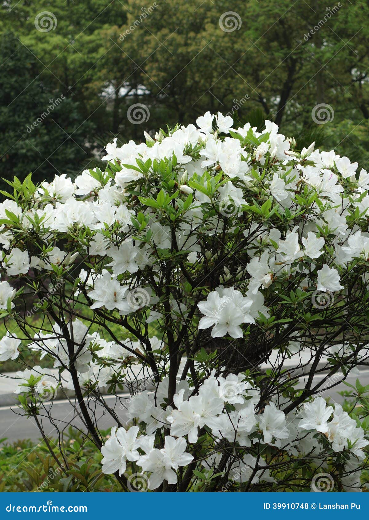 Flores Blancas De La Azalea Foto de archivo - Imagen de rododendro,  leyenda: 39910748