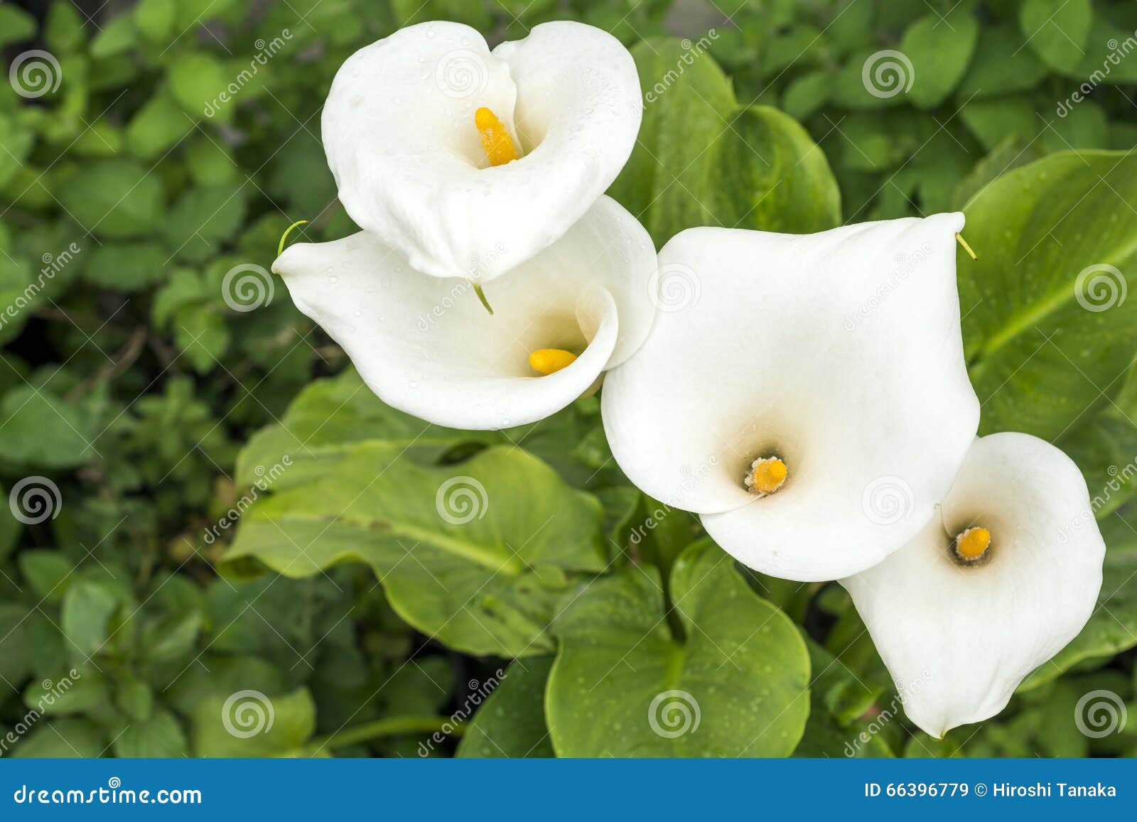 Flores blancas de la cala imagen de archivo. Imagen de campo - 66396779
