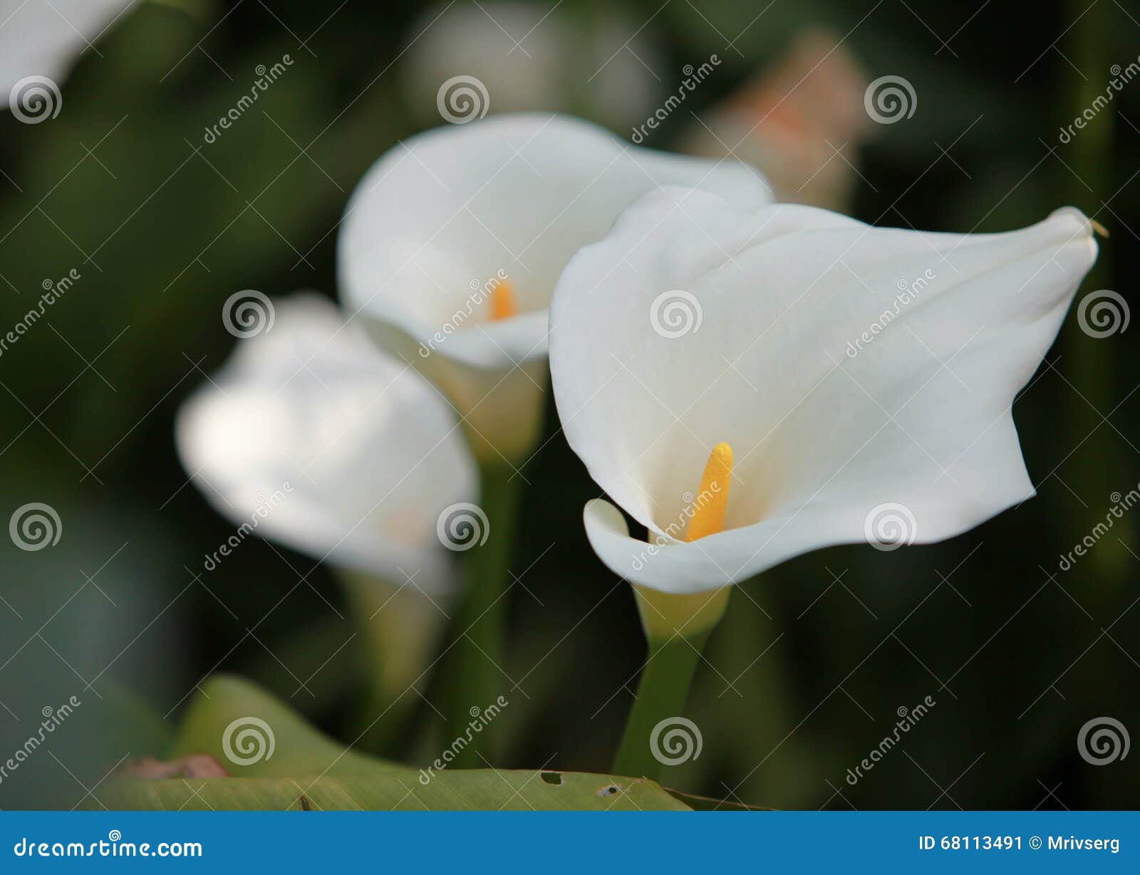 Flores blancas de la cala imagen de archivo. Imagen de pétalos - 68113491