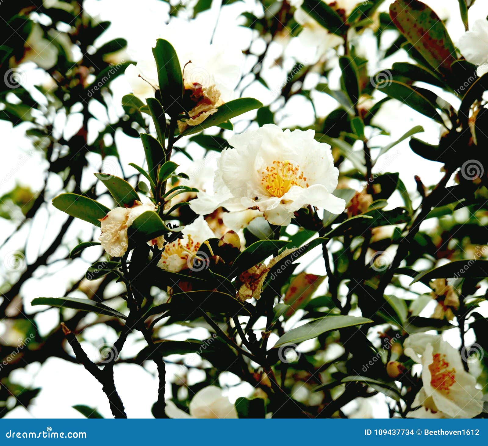 Flores Blancas De La Camelia En árbol Foto de archivo - Imagen de flor,  camelia: 109437734