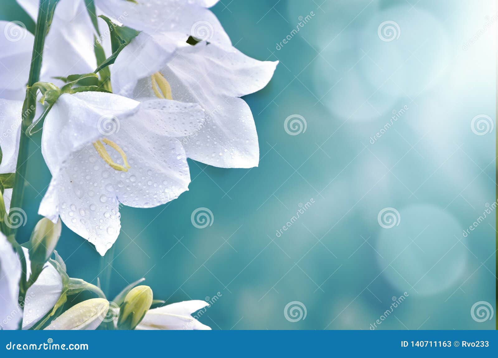 Flores Blancas De La Campánula Con Rocío De La Mañana En Fondo Borroso Azul Imagen de archivo - Imagen de arebell, brillo: 140711163 Flores Blancas De La Campánula Con Rocío De La Mañana En Fondo Borroso Azul Imagen de archivo - Imagen de arebell, brillo: 140711163