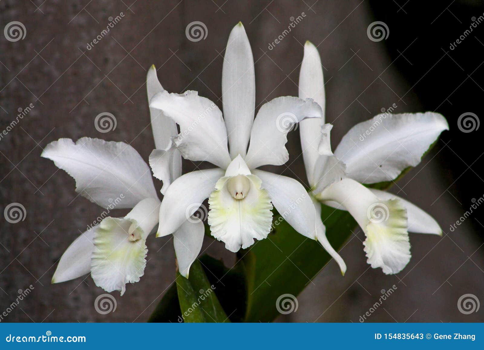 Flores Blancas De La Canción Que Se Casa Hawaiana 'Virgen 'de Cattleya De La Orquídea Imagen de archivo - Imagen de virginal, cubo: 154835643 Flores Blancas De La Canción Que Se Casa Hawaiana 'Virgen 'de Cattleya De La Orquídea Imagen de archivo - Imagen de virginal, cubo: 154835643