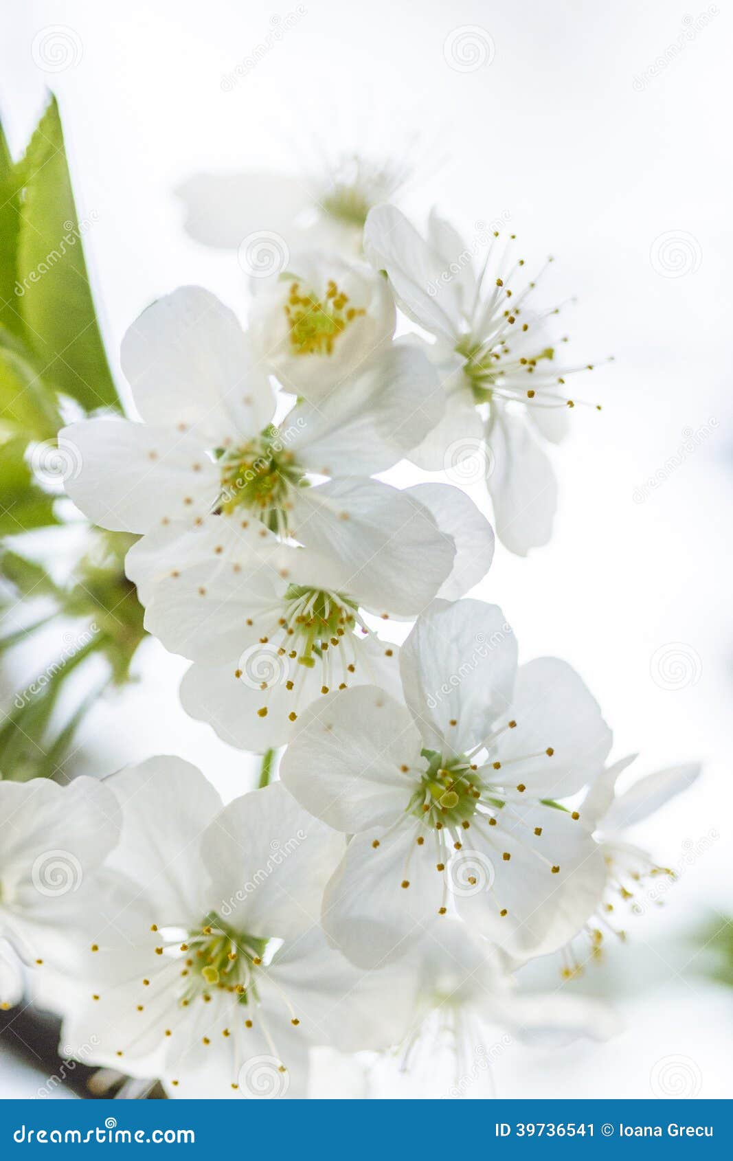 Flores Blancas De La Cereza De La Primavera Imagen De Archivo