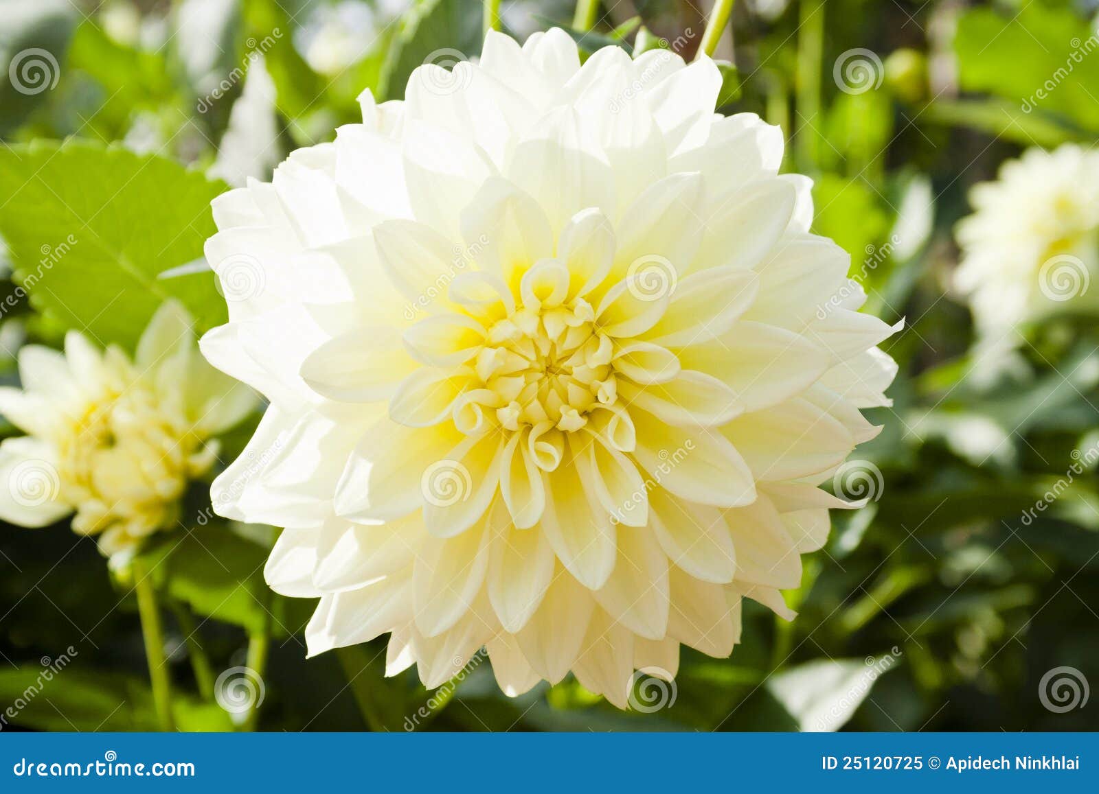 Flores blancas de la dalia imagen de archivo. Imagen de contexto - 25120725