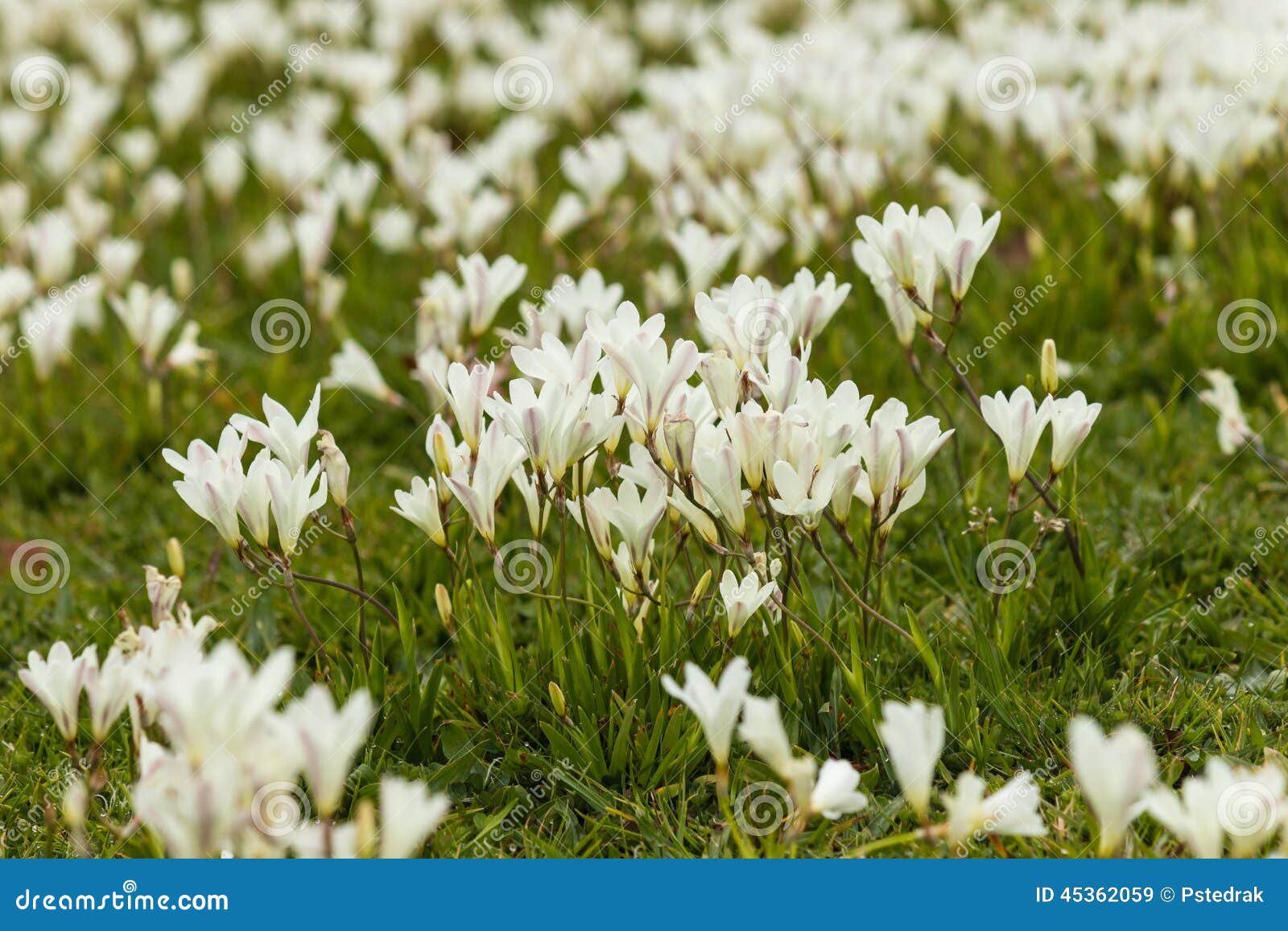 Flores Blancas De La Fresia Imagen de archivo - Imagen de hierba, flores:  45362059